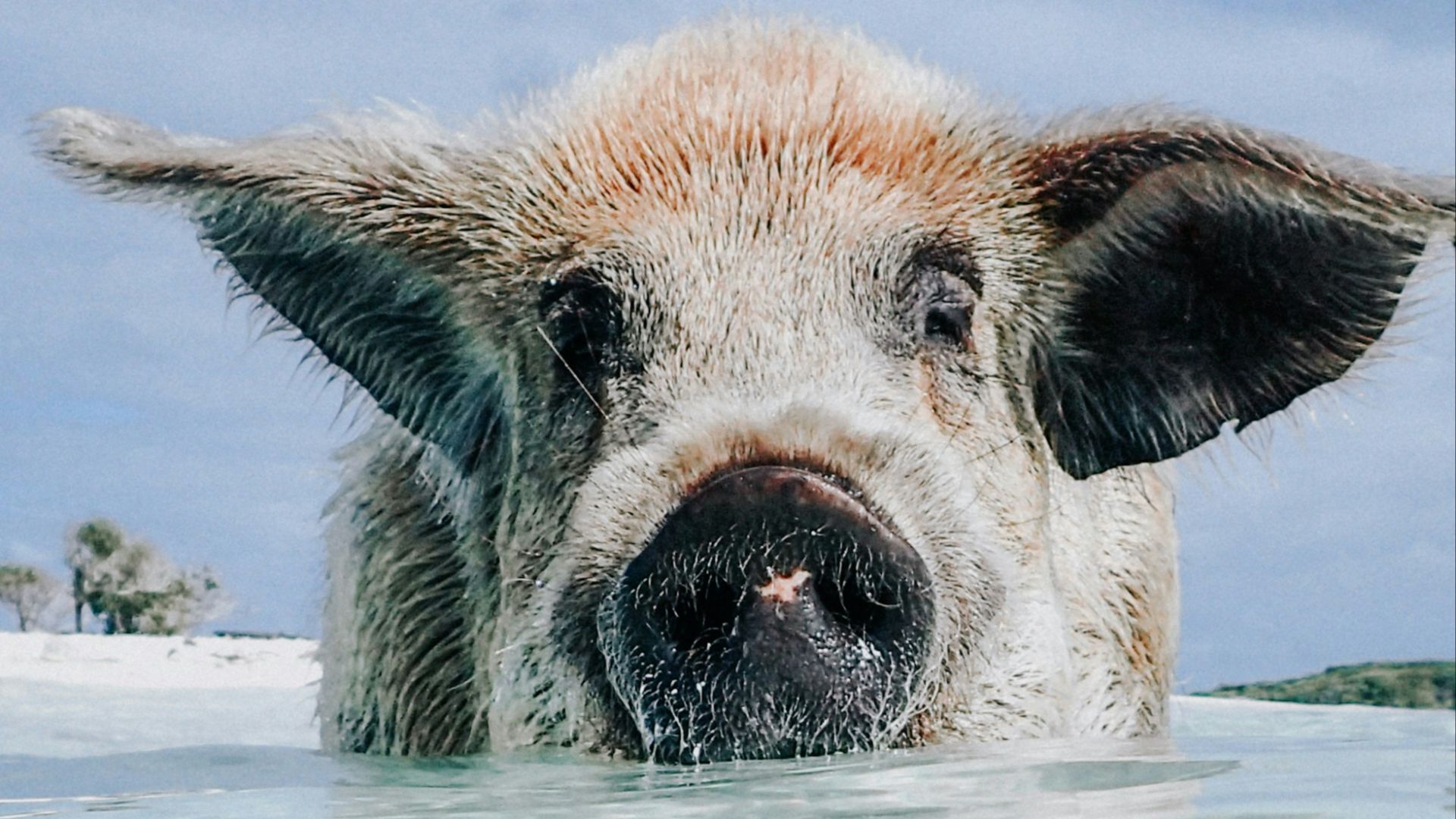 brown and white pig in water