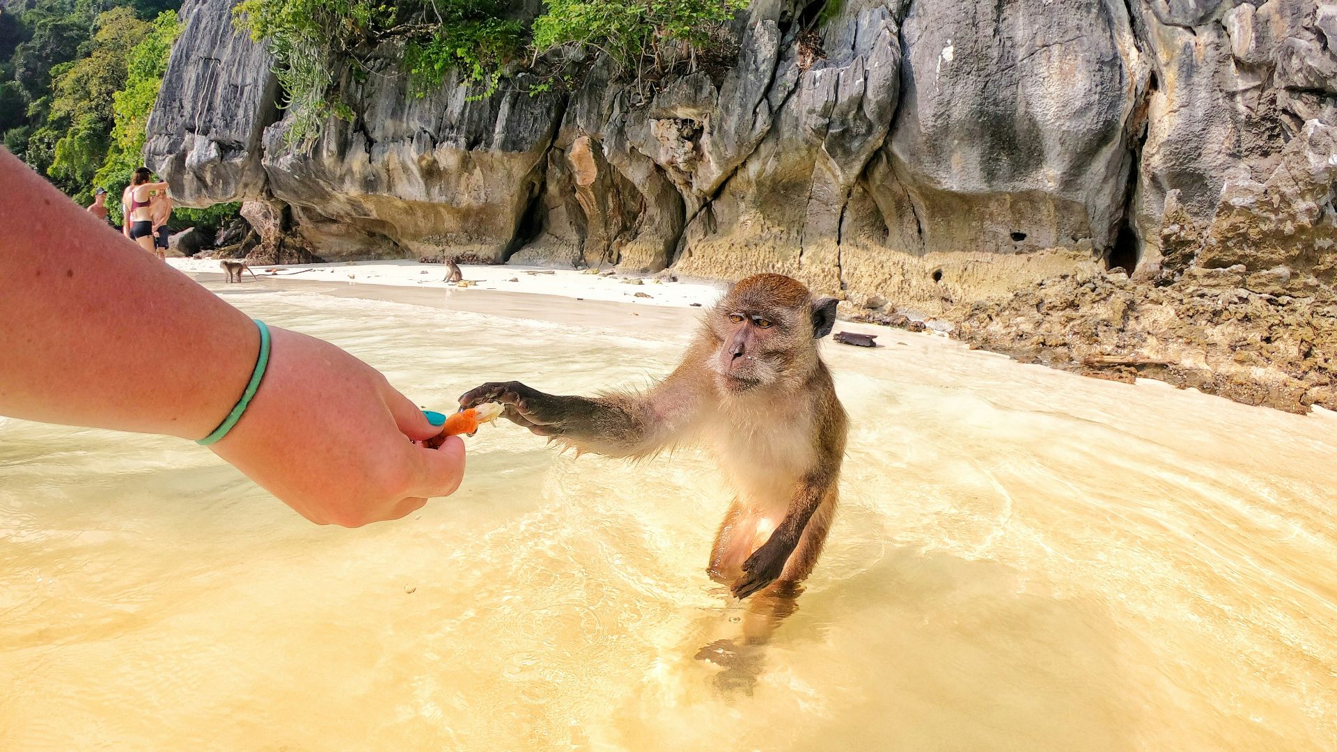 primate on beach