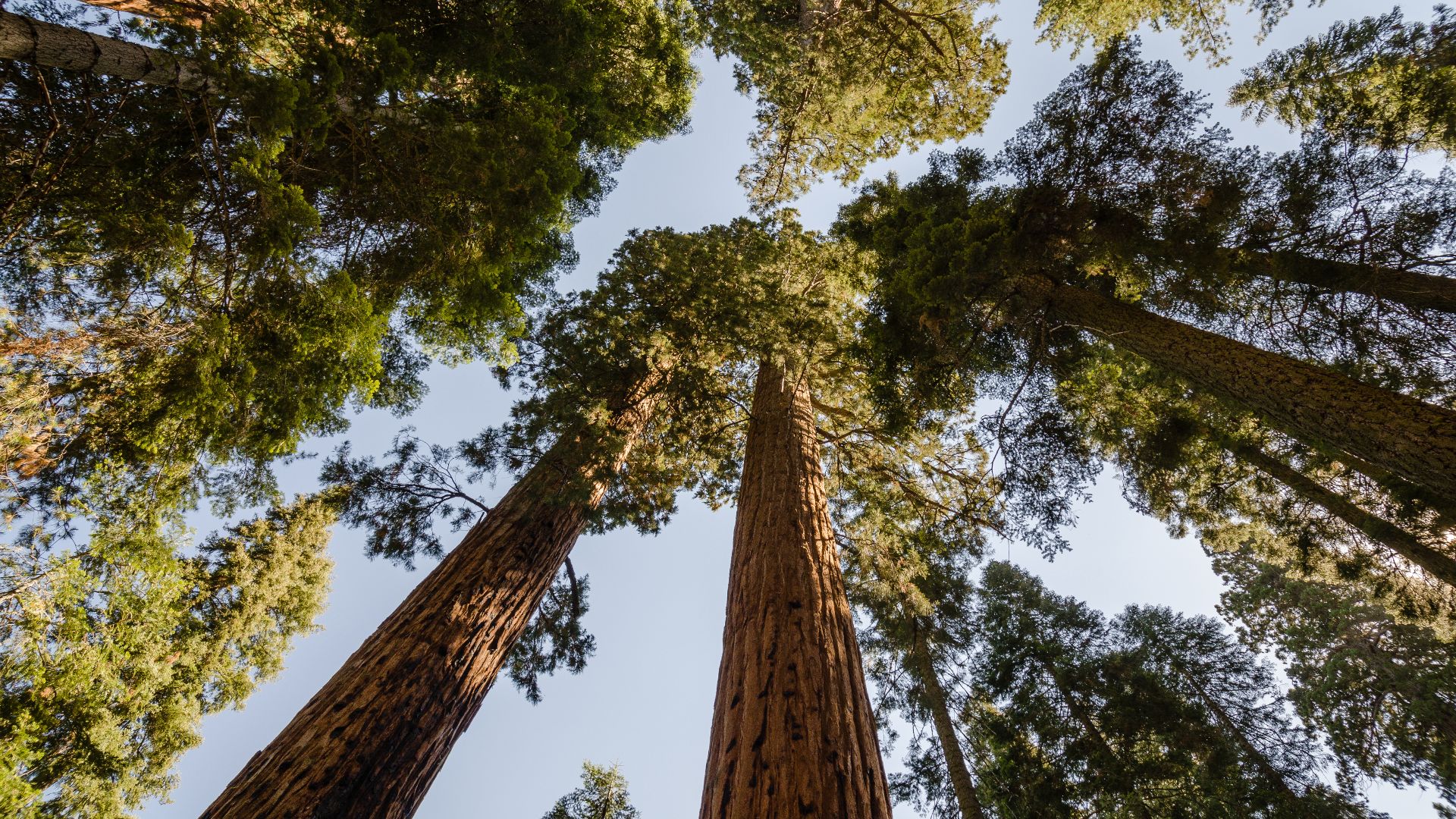 File:Giant sequoias in Sequoia National Park 2013.jpg