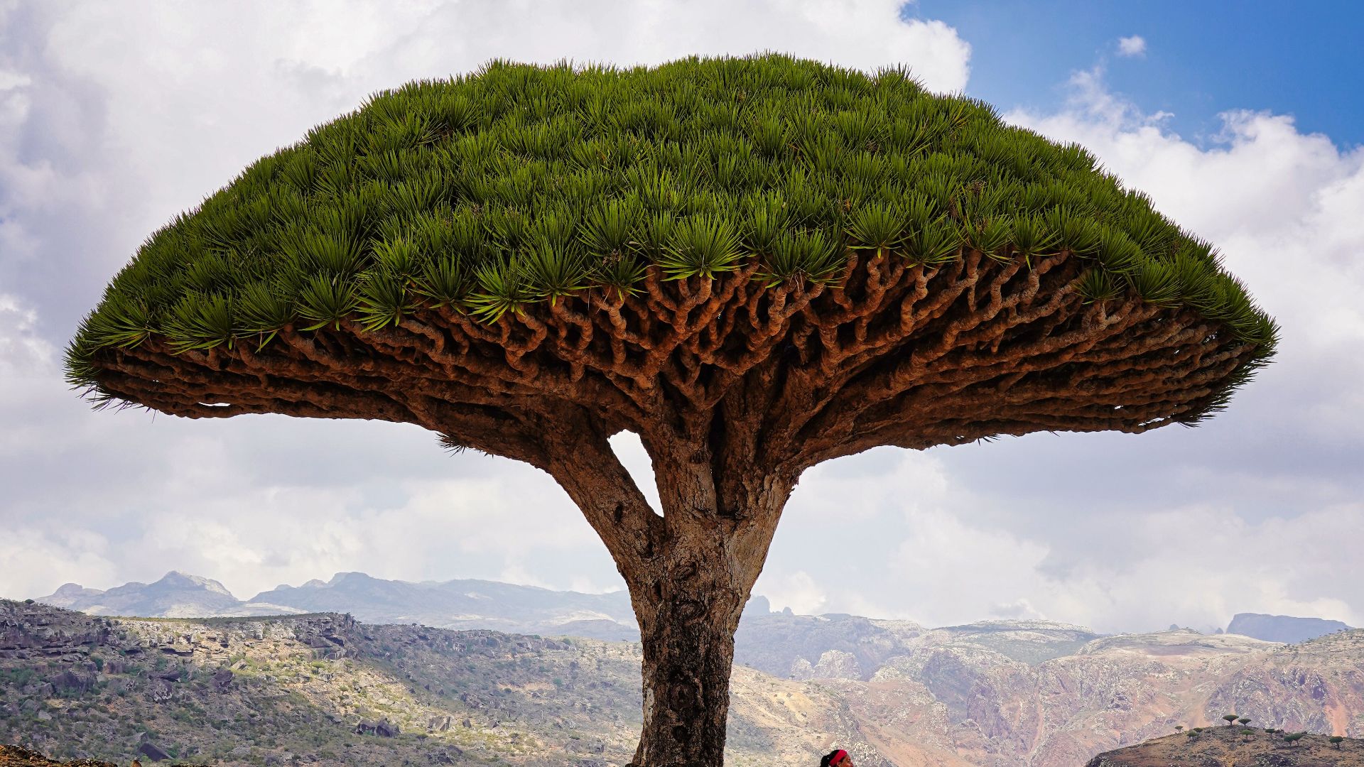 File:Dragonblood tree in Socotra 2.jpg