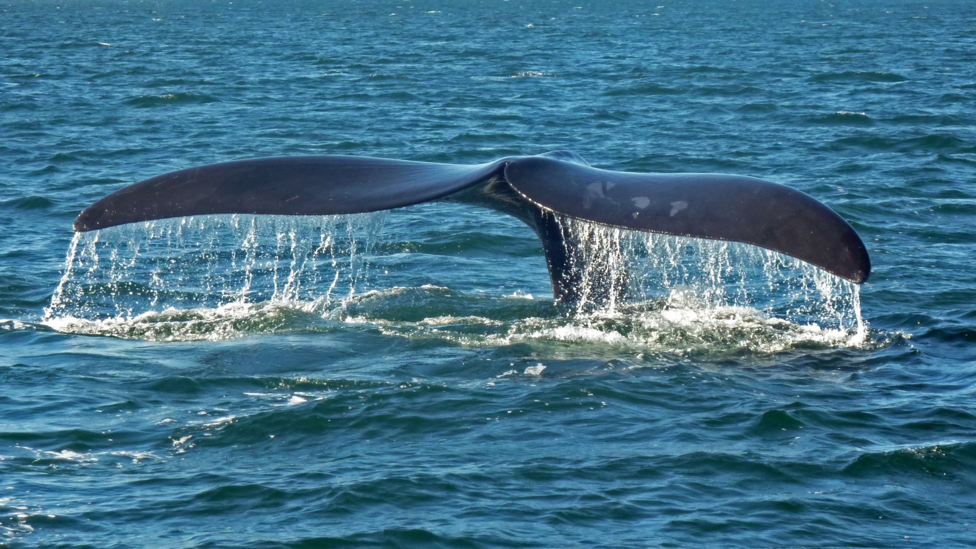 File:Southern right whale caudal fin-2 no sky.JPG