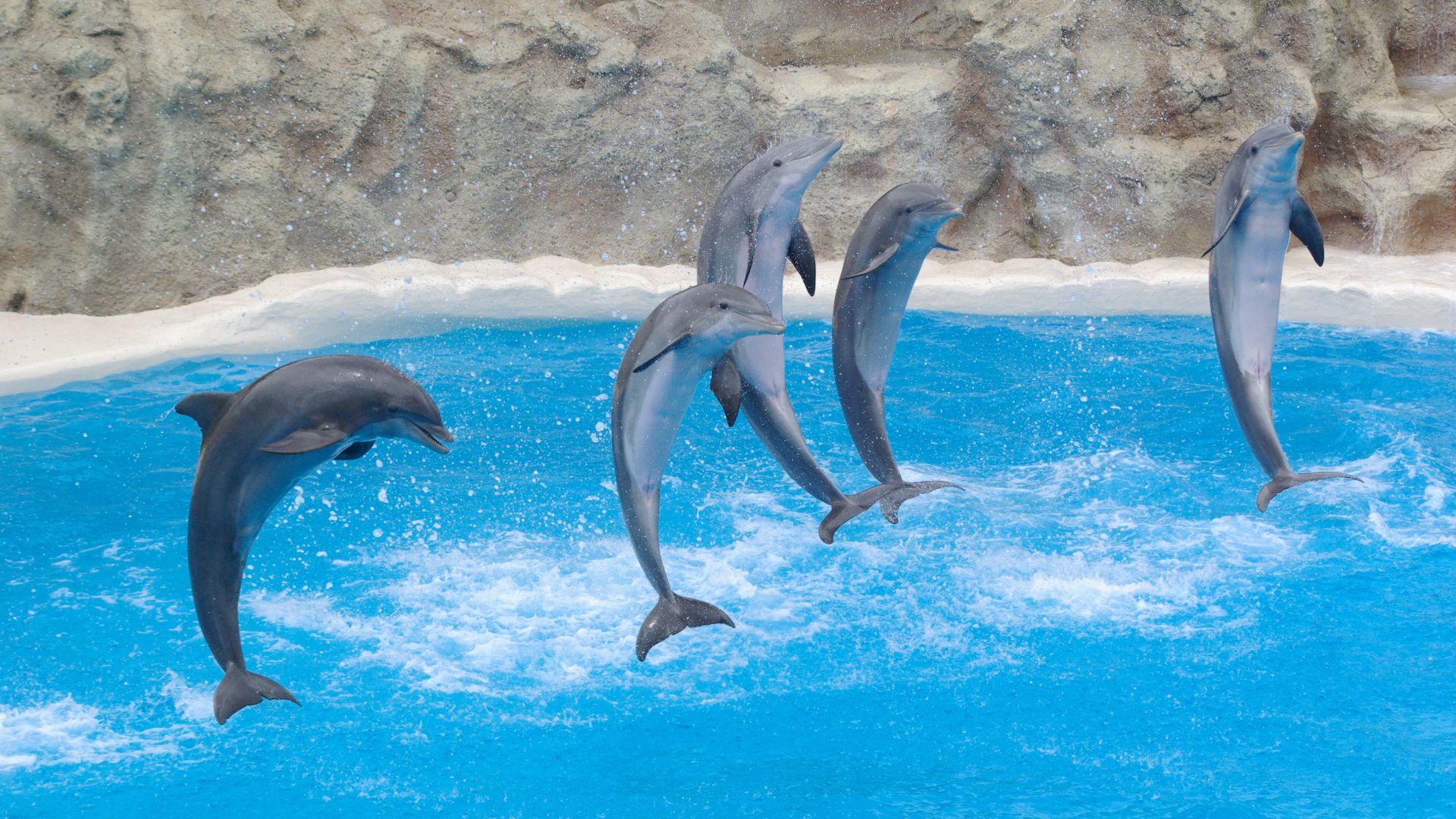 File:Dolphins Loro Parque BW 1.jpg