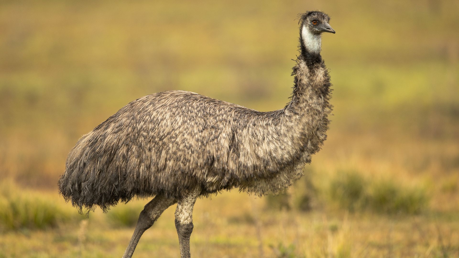 File:Emu 1 - Tidbinbilla.jpg