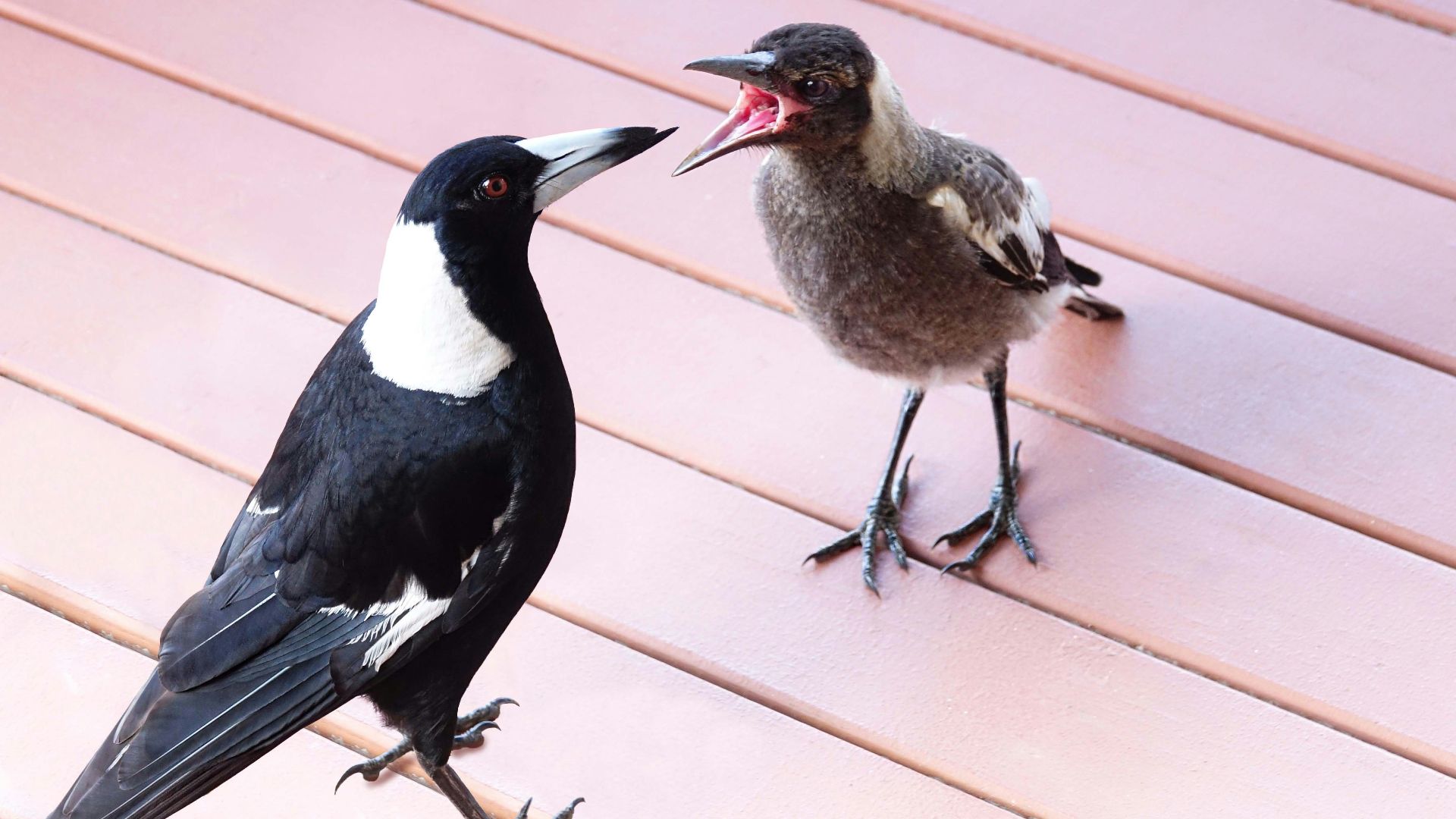 a couple of birds standing on top of a wooden floor