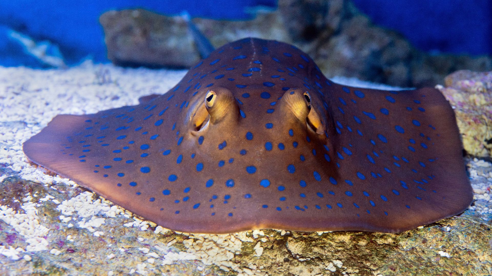 black and white polka dot fish