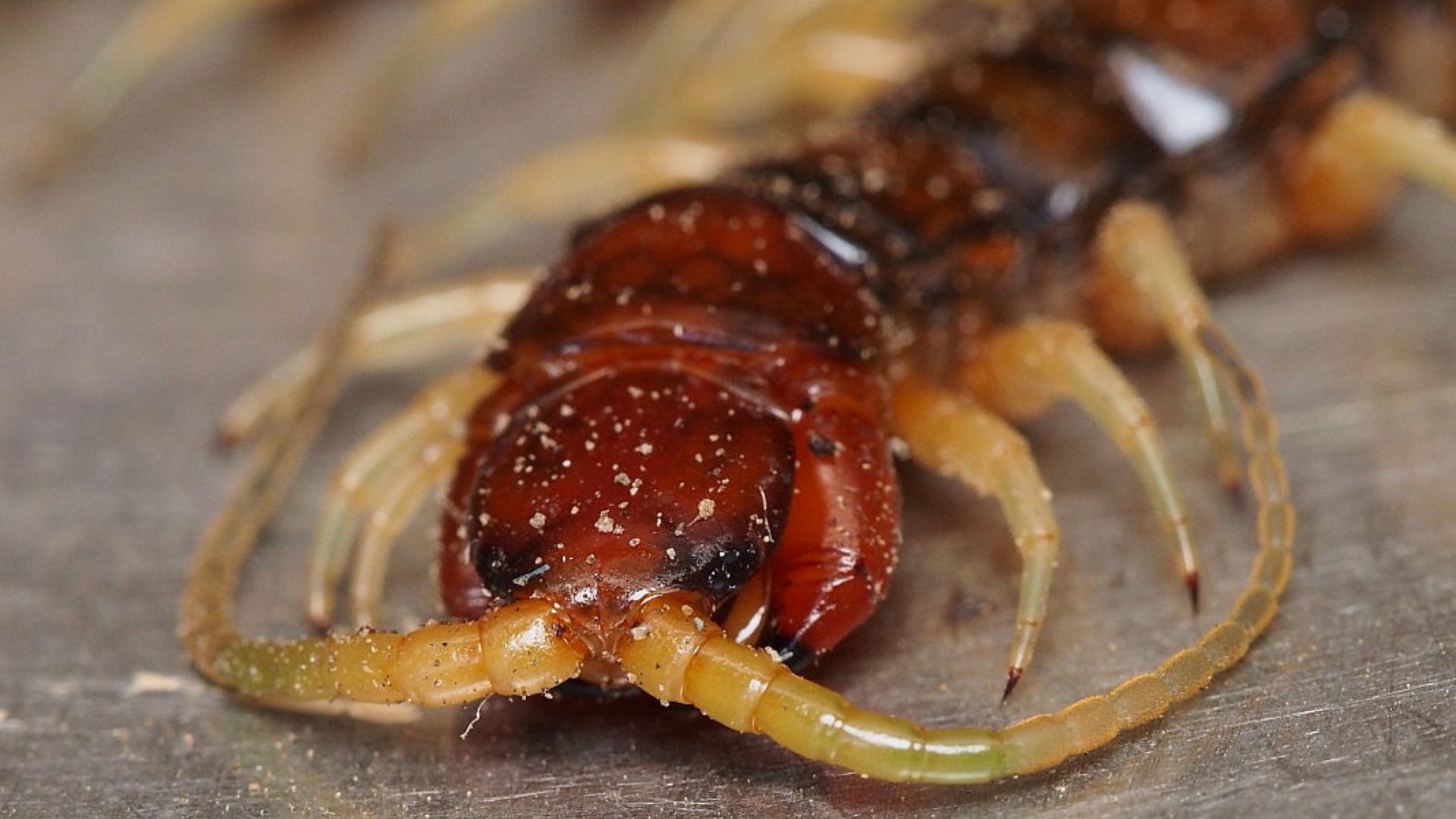 File:Cormocephalus rubriceps 15060818.jpg