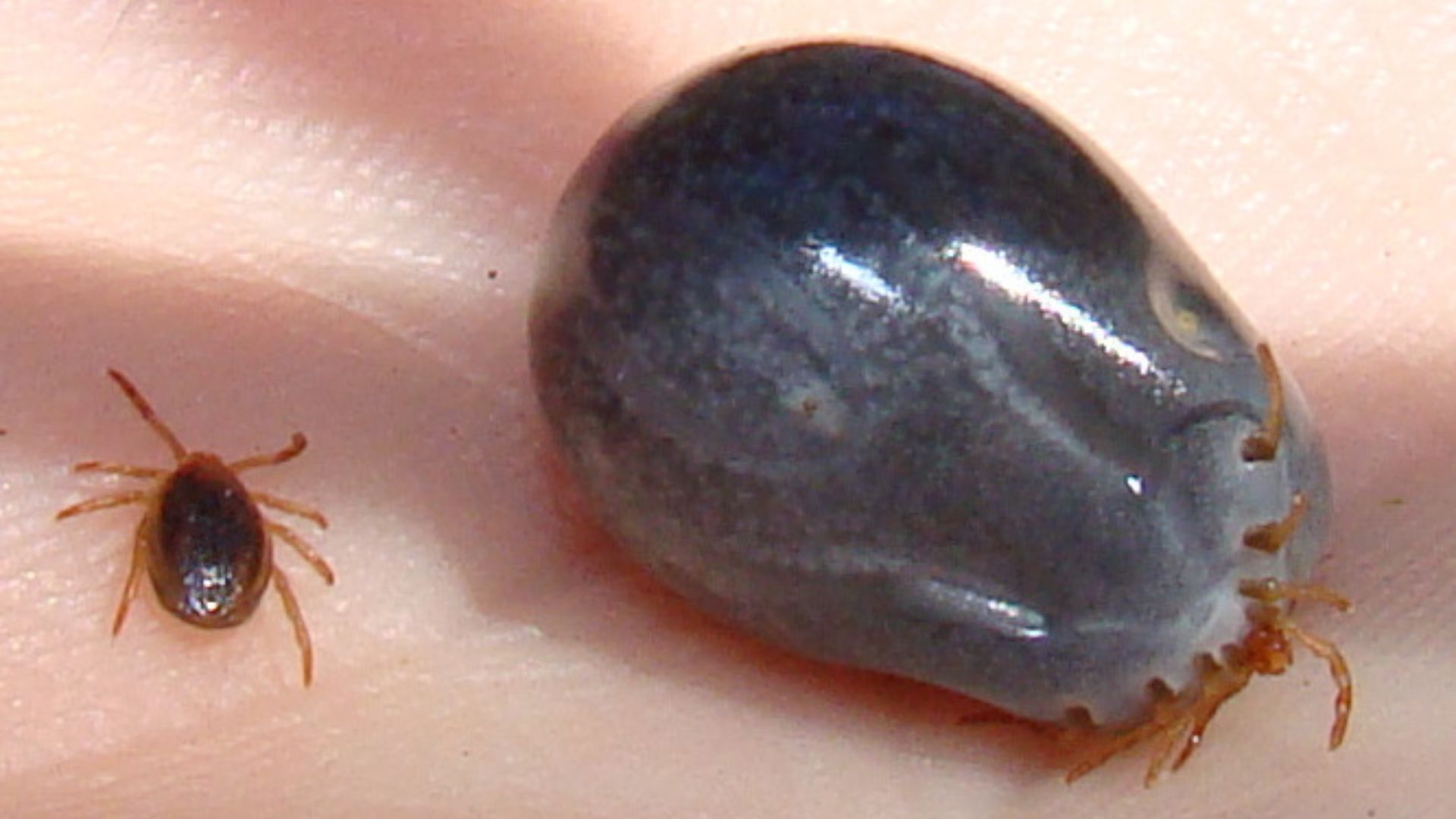File:Tick before and after feeding.jpg