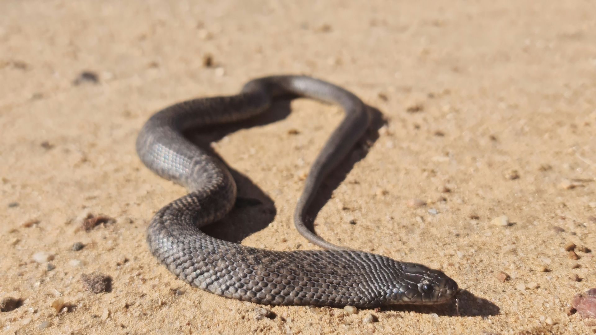 File:Pseudechis guttatus 223922875.jpg