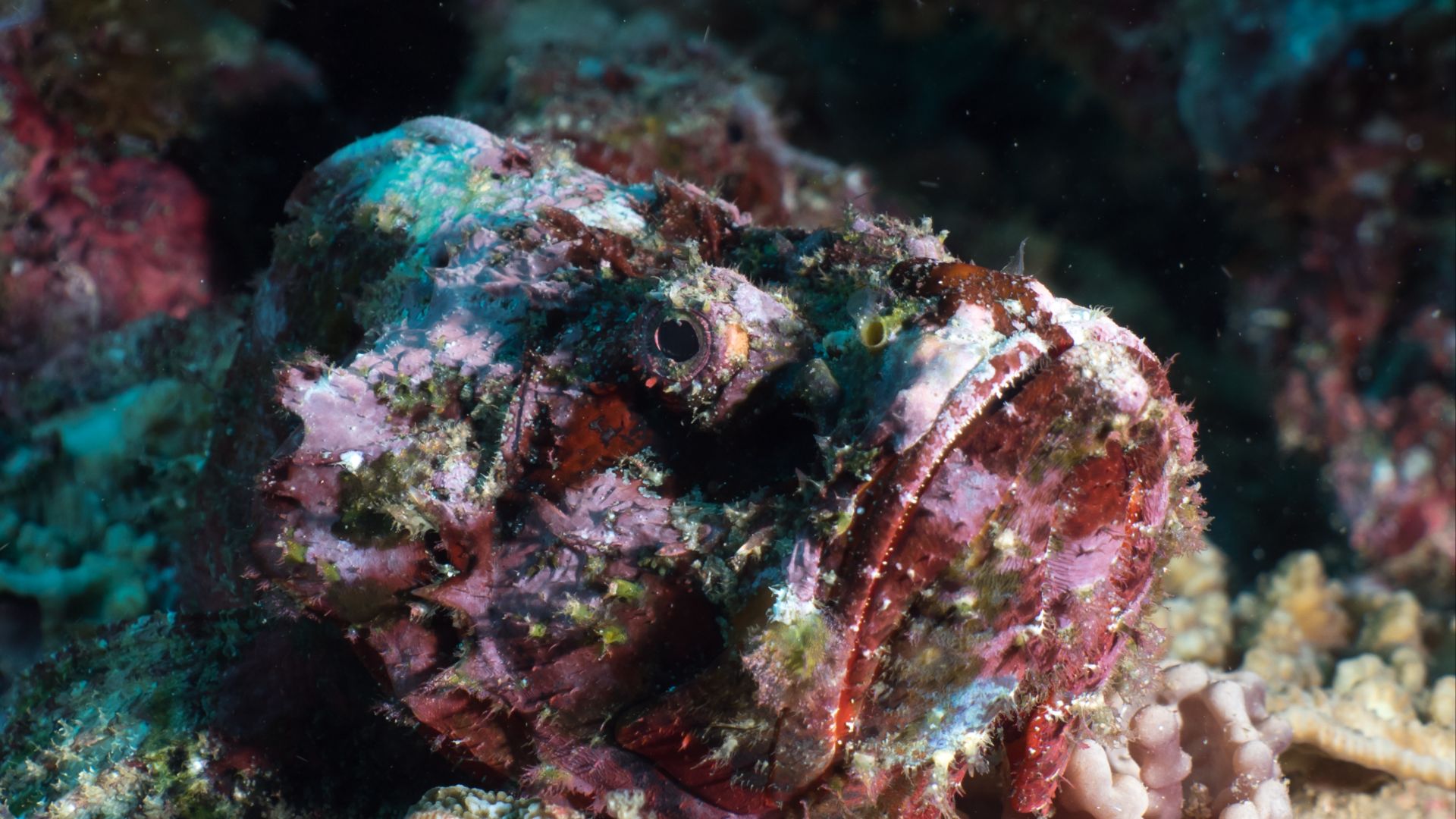 File:Reef stonefish (Synanceia verrucosa) (49257554698).jpg