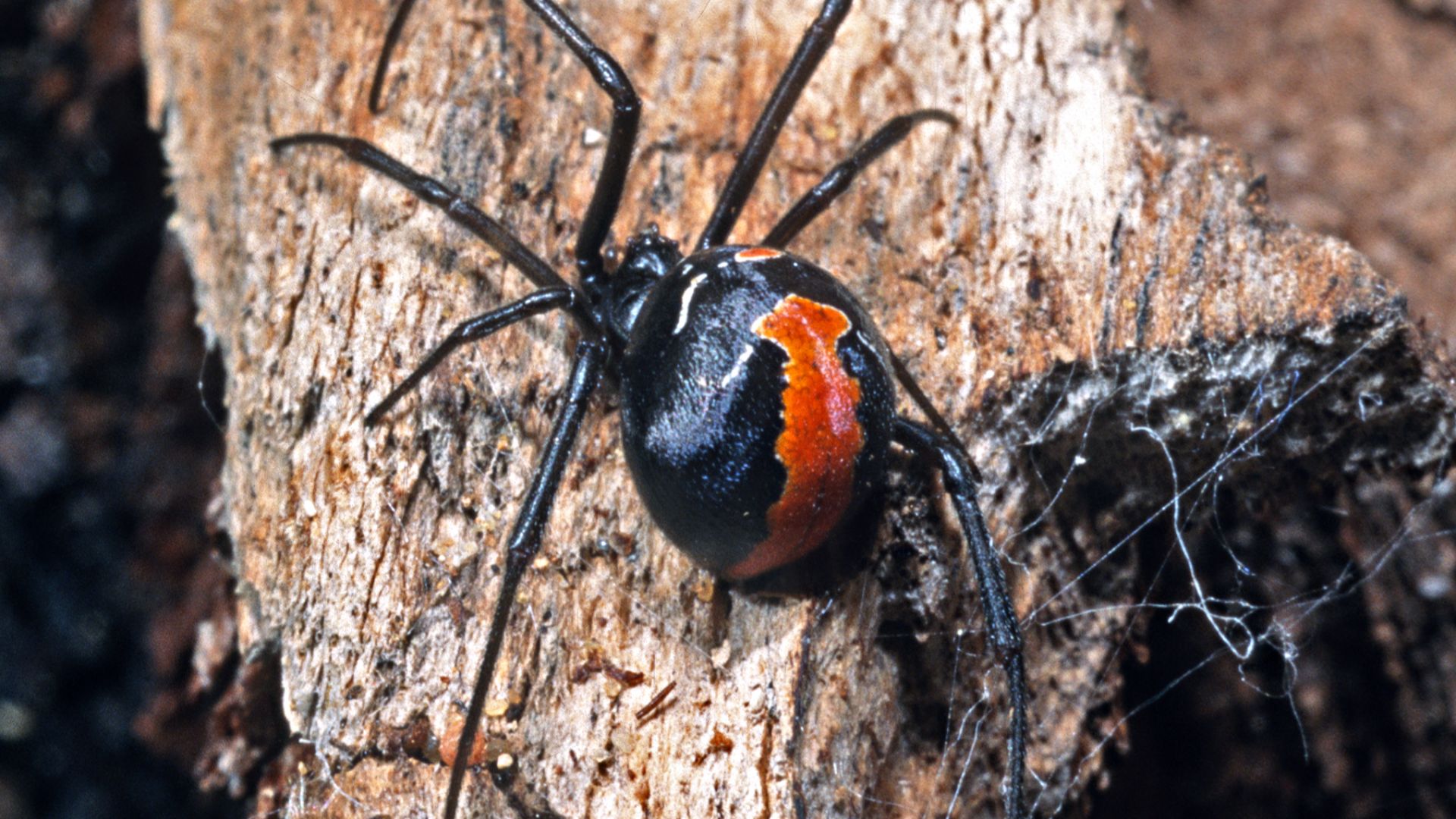 File:Latrodectus hasselti-Australian Redback Spider (NZAC06002635).jpg