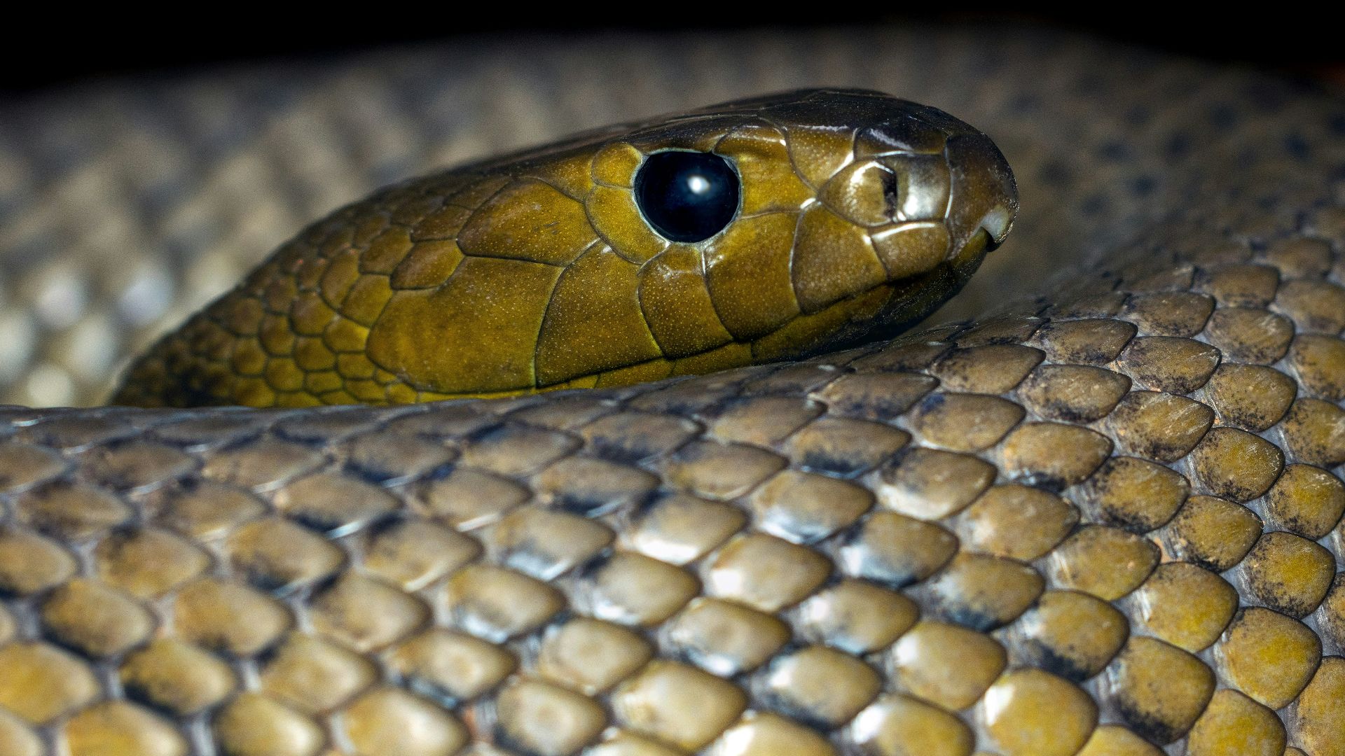 A close up of a snake's head
