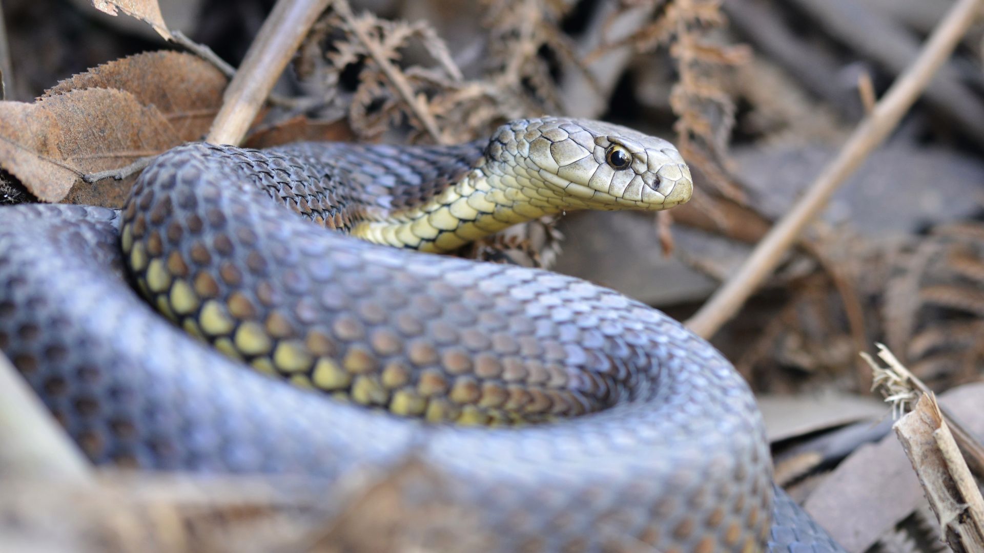 File:Highlands Copperhead (21677870211).jpg