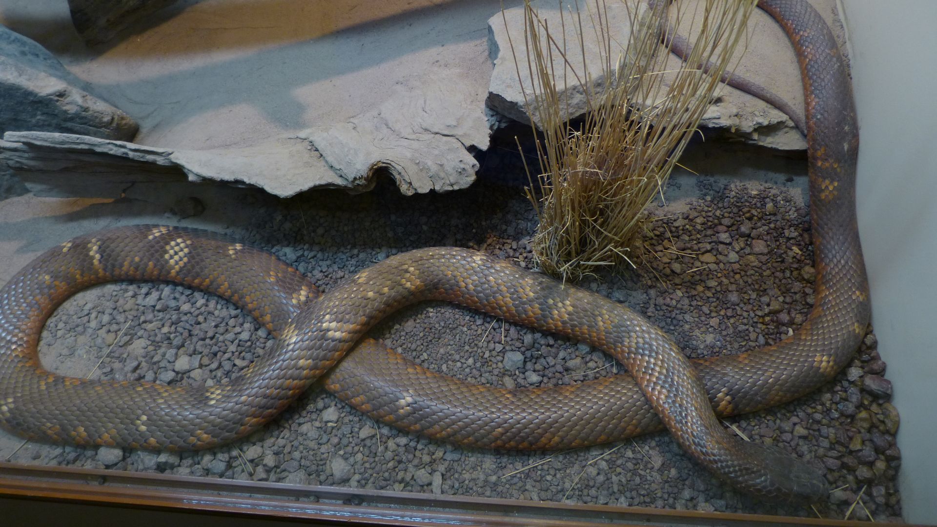 File:Serpent de collett ou pseudoechis colletti.jpg