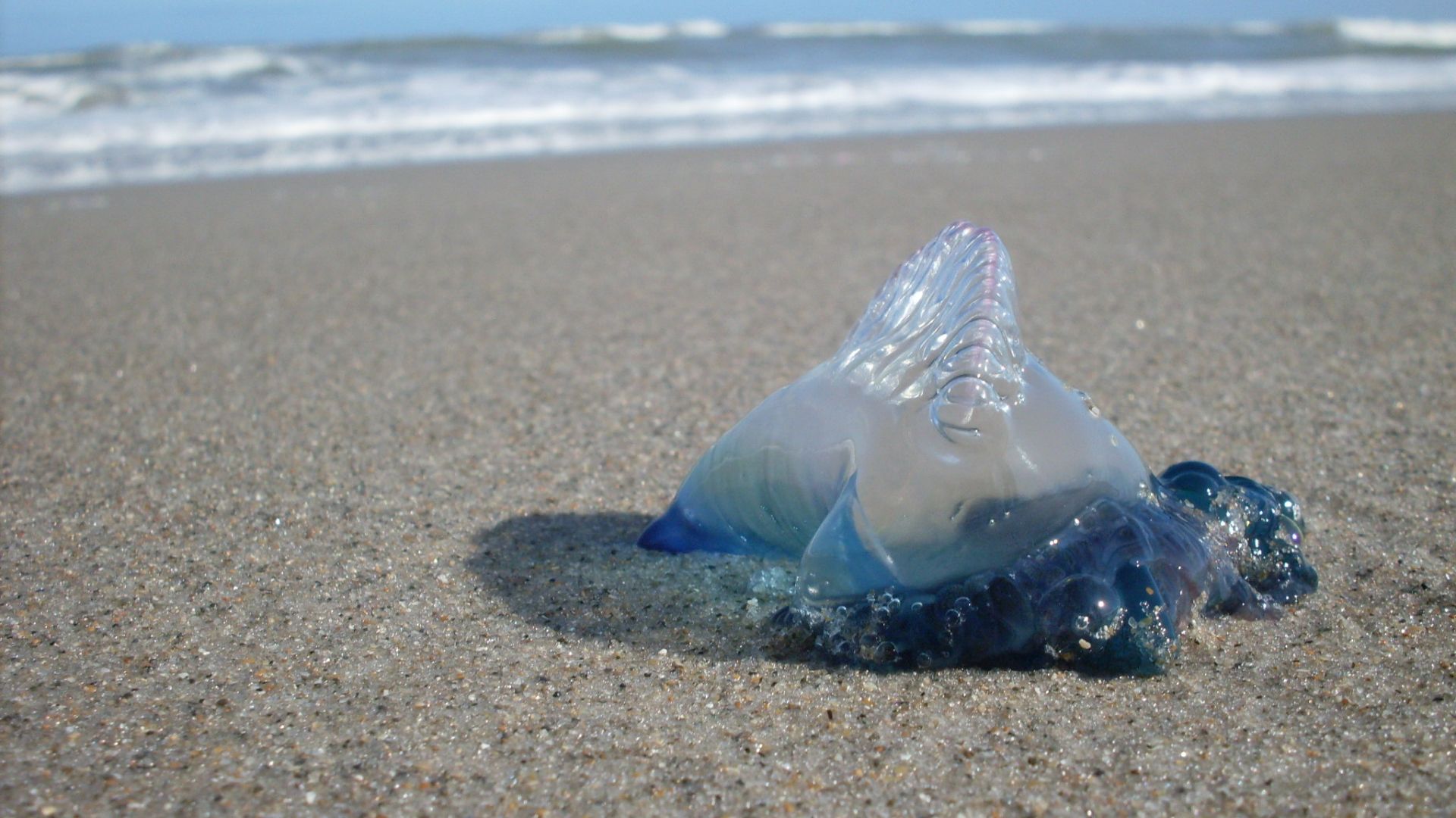 File:Portuguese man o' war on beach.jpg