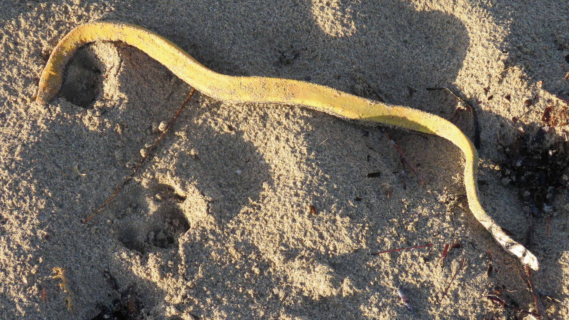 File:Dead yellow-bellied sea snake (Hydrophis platurus) washed up at Shoalwater Bay, Western Australia, June 2023 01.jpg