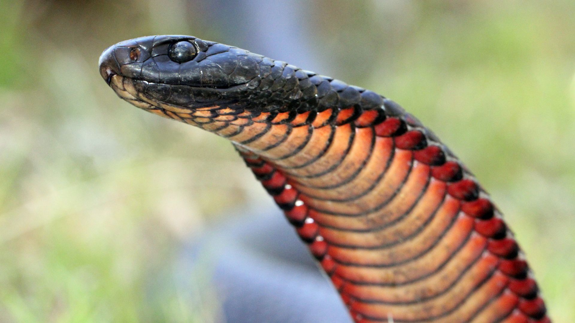 File:Red-bellied Black Snake (Pseudechis porphyriacus) (8397134493).jpg