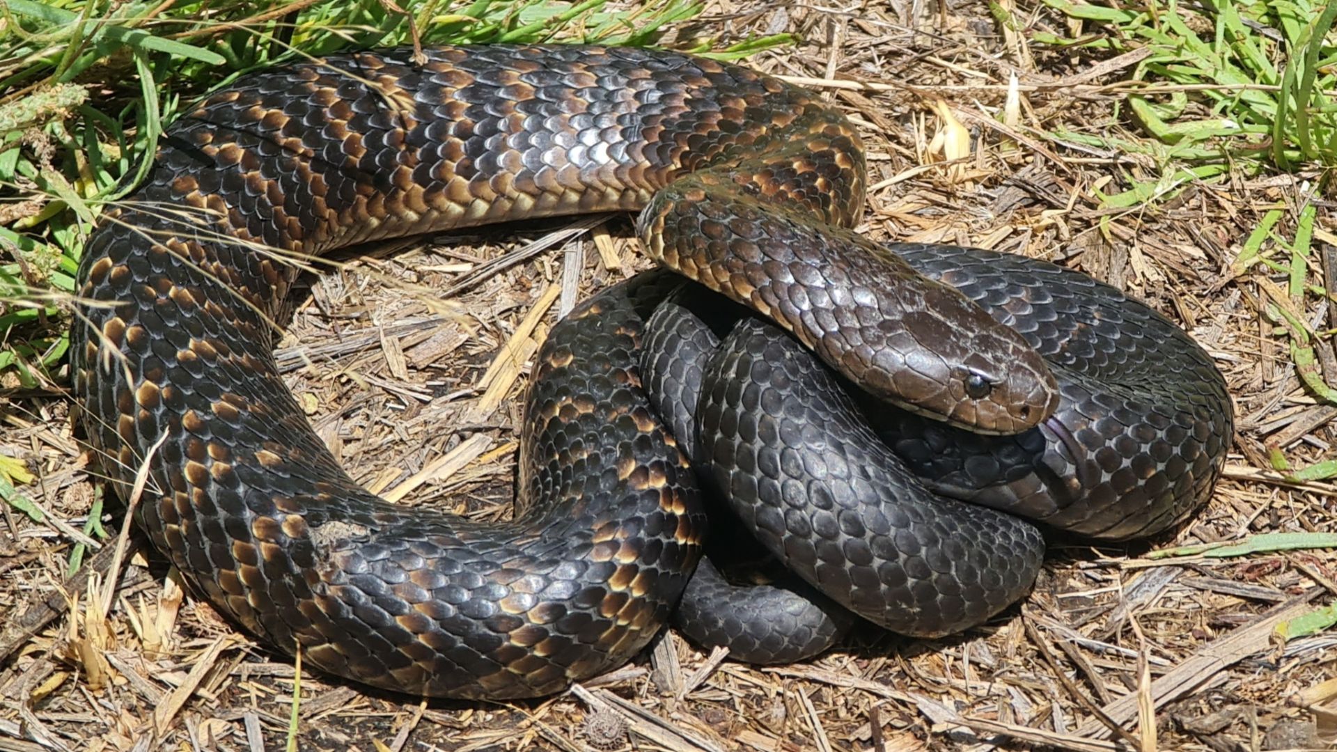 File:Notechis scutatus 260523890.jpg