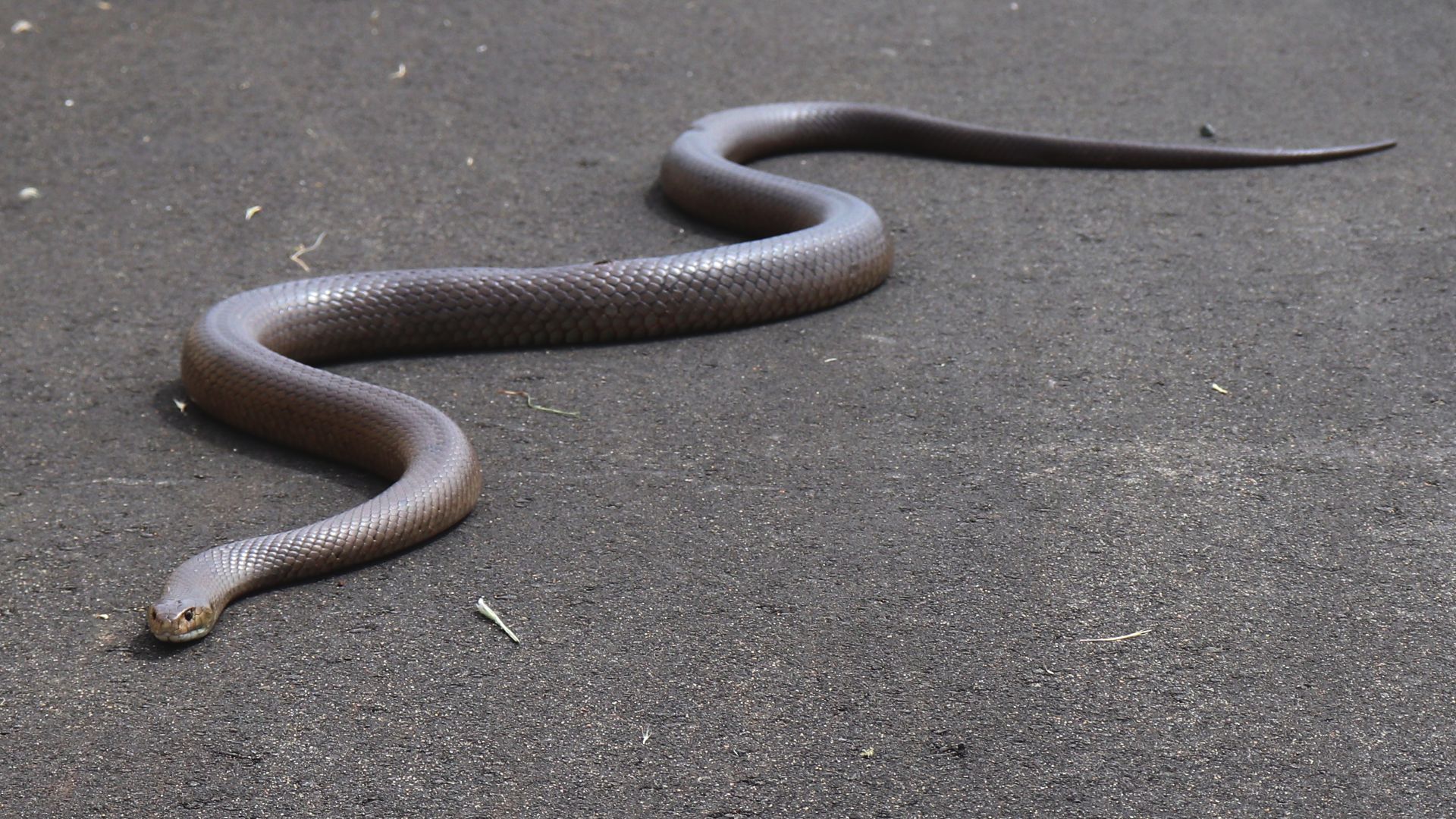 File:Dugite (Pseudonaja affinis).png