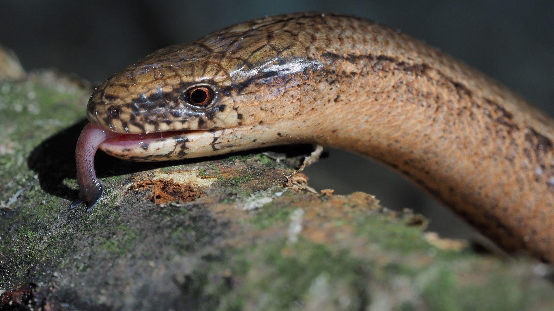 File:Common slowworm (Anguis fragilis).jpg