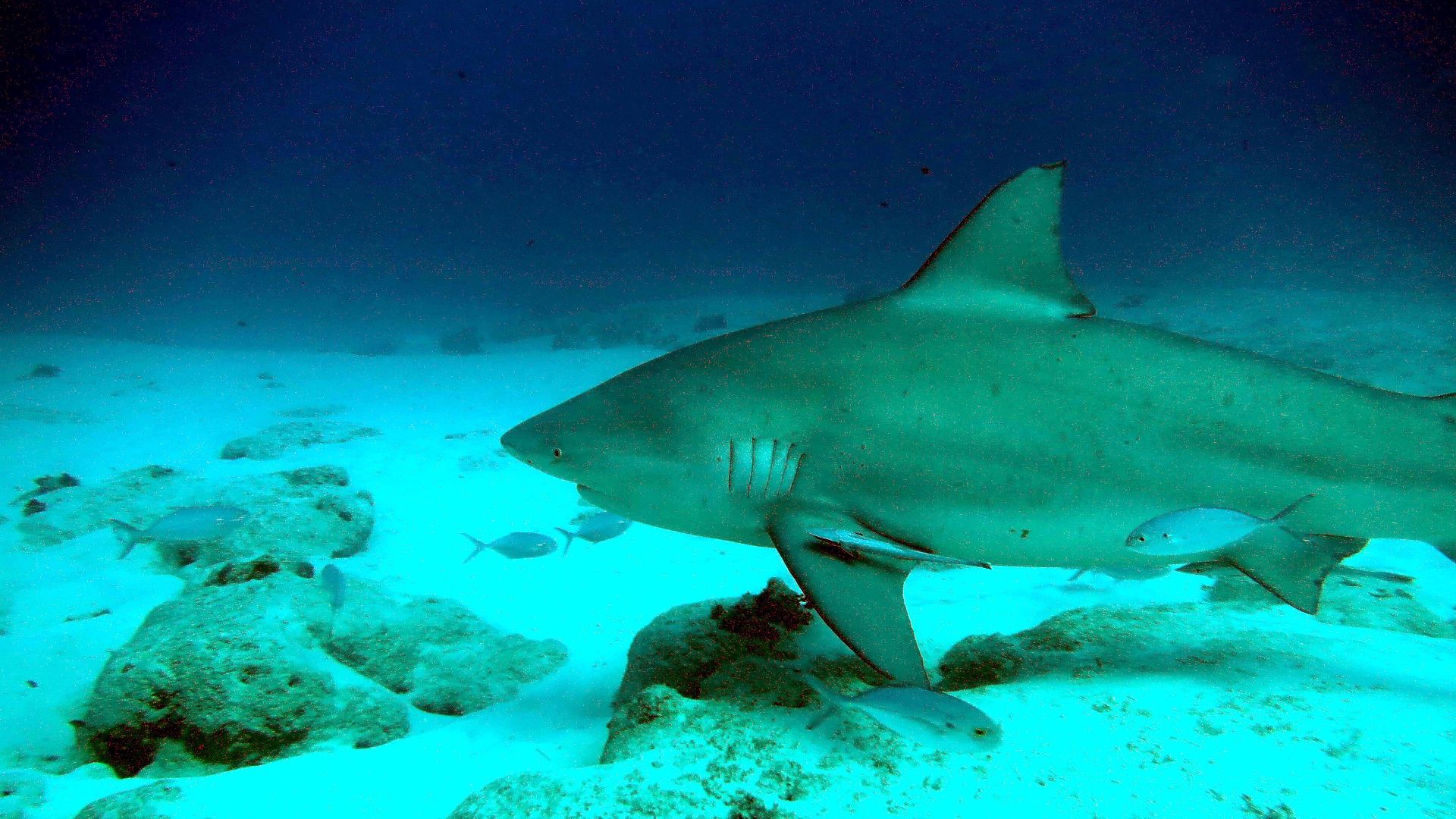 File:Requin bouledogue (Carcharhinus leucas) (Ifremer 00813-92510 - 53590).jpg