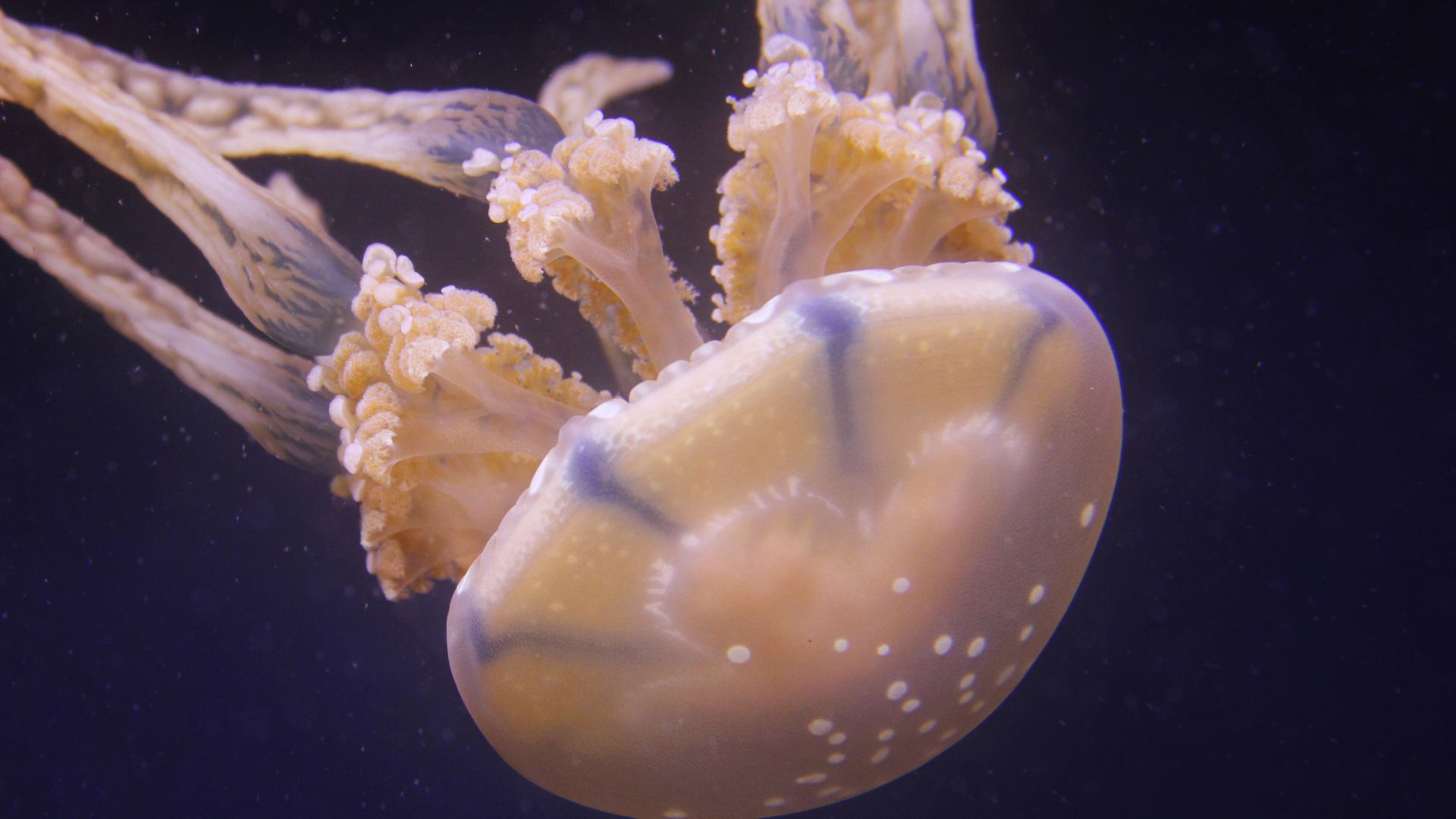 File:Box Jellyfish.jpg
