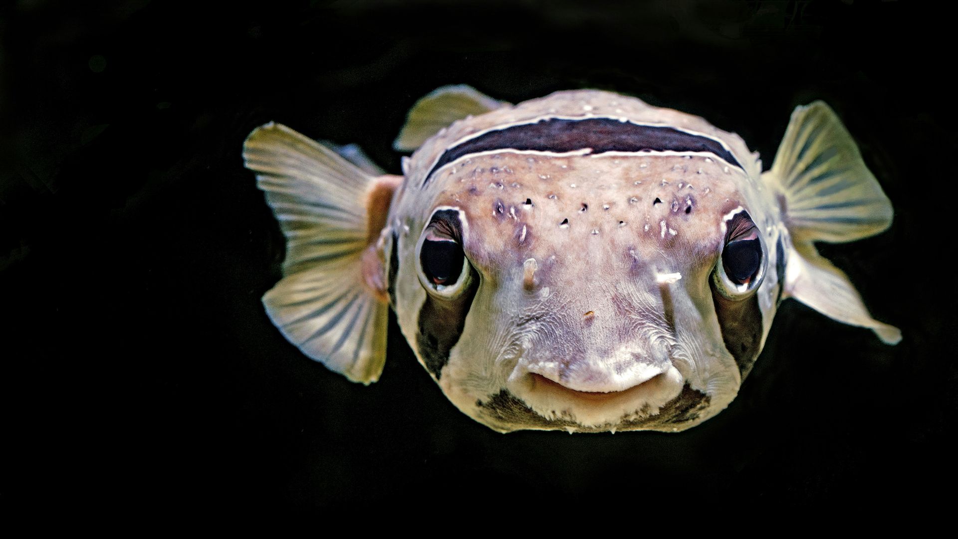 close up photo of brown puffin fish