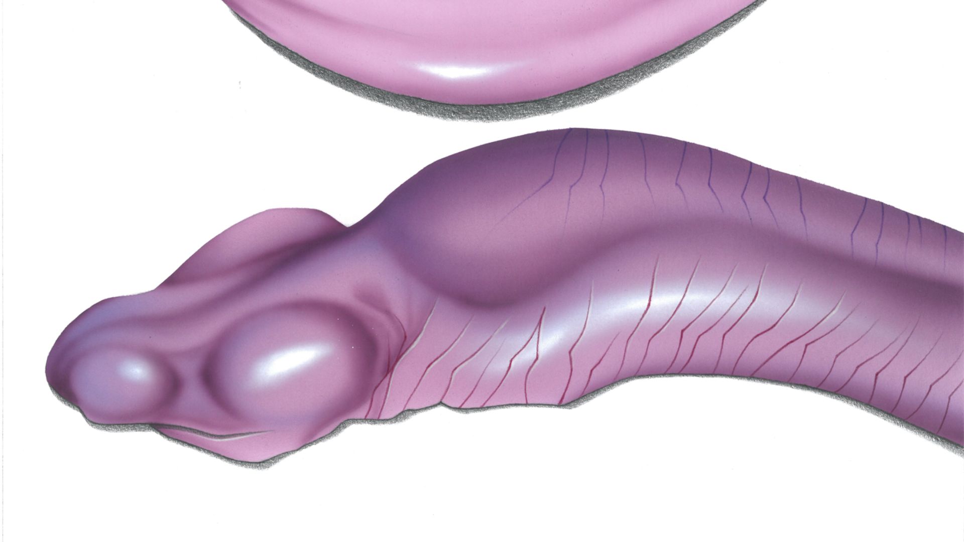 File:Atretochoana eiselti.jpg