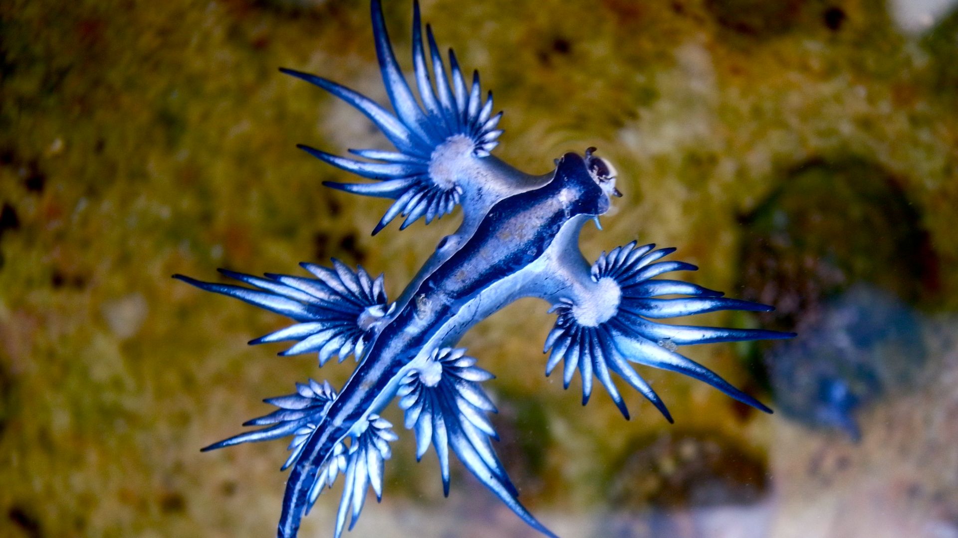File:Blue dragon-glaucus atlanticus (8599051974).jpg
