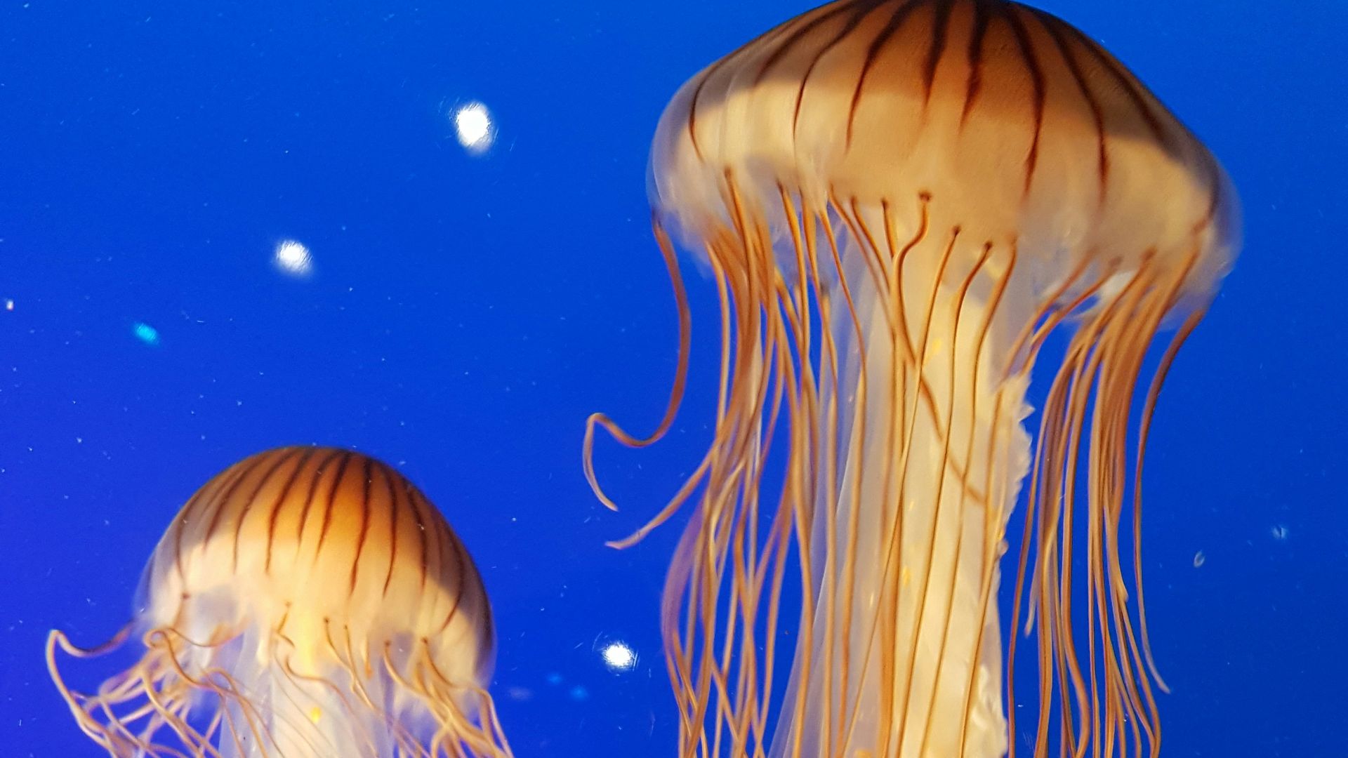 shallow focus photography of two brown jellyfish