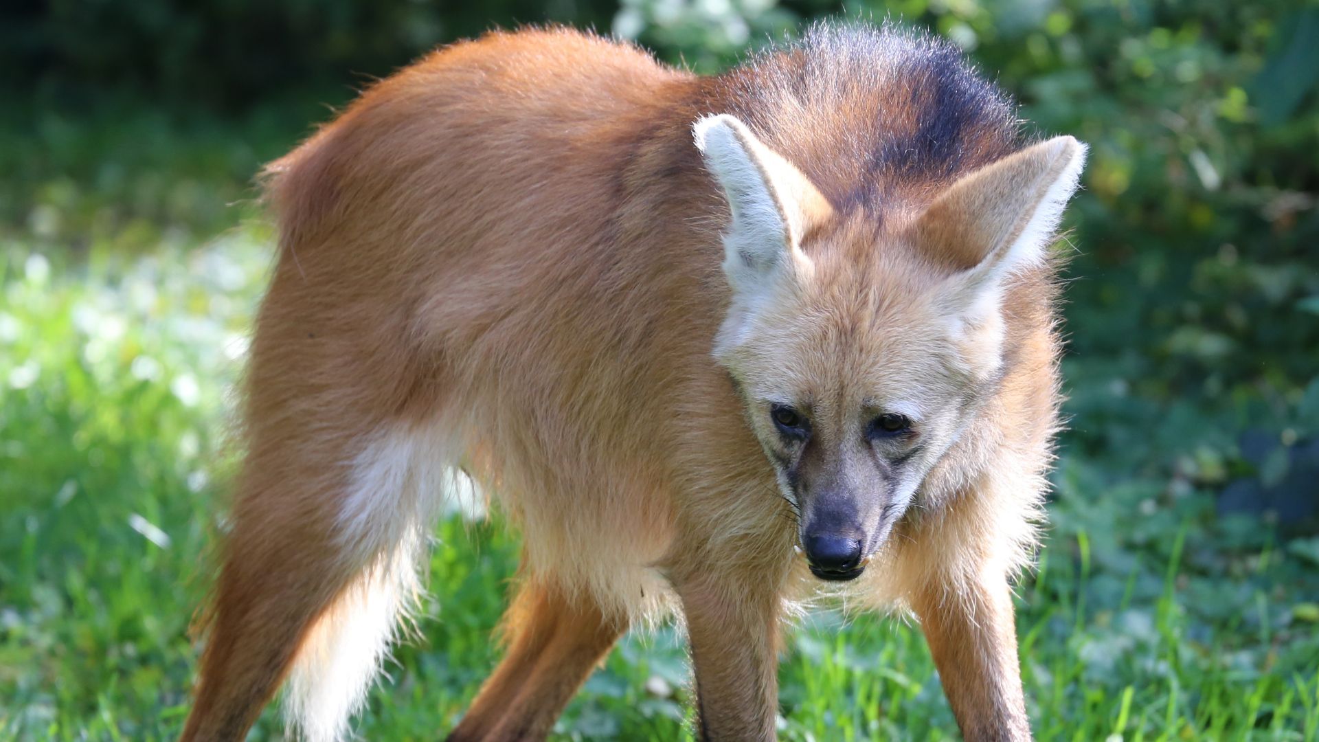 File:Maehnenwolf Chrysocyon brachyurus Tierpark Hellabrunn-12.jpg