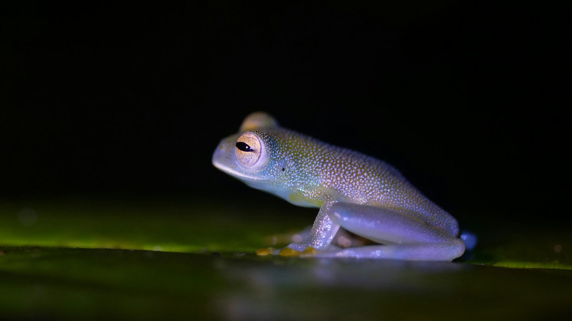 a purple frog on a green surface
