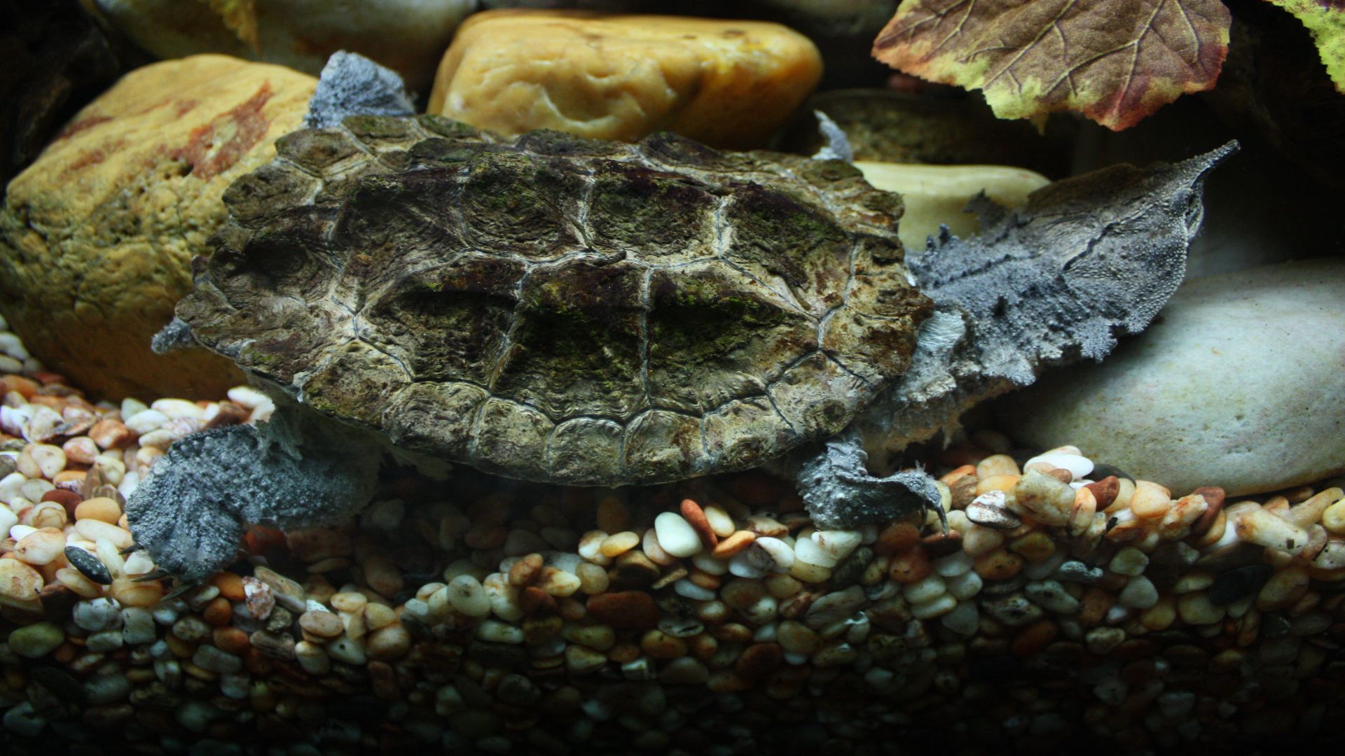 File:2009 Chelus fimbriatus.JPG