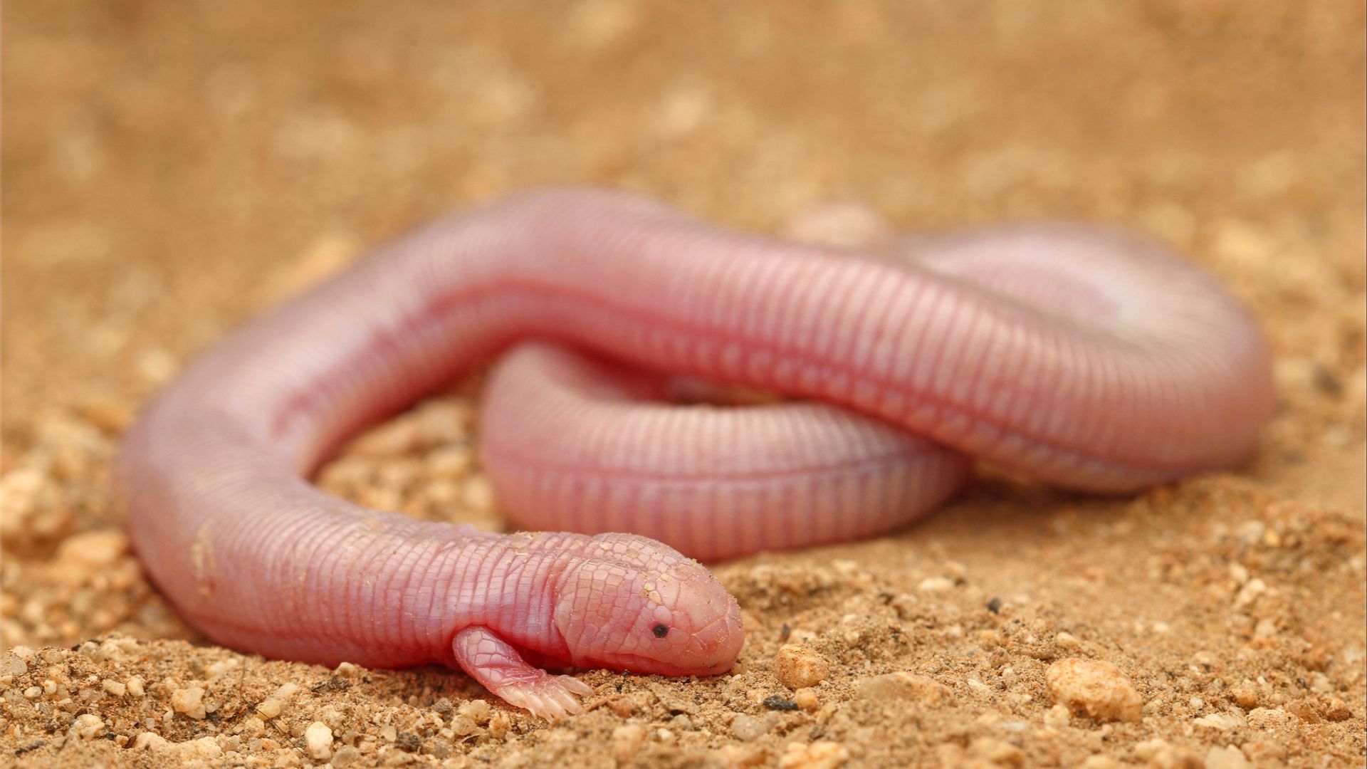 File:Bipes biporus1.jpg