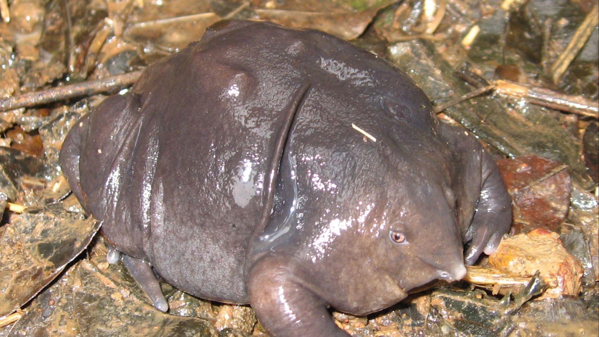 File:Nasikabatrachus sahyadrensis.jpg
