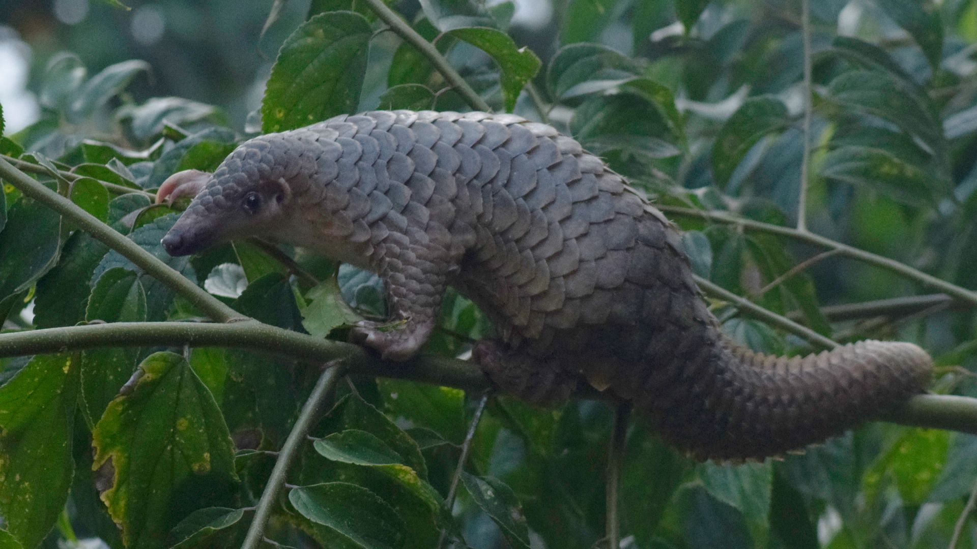 File:Trenggiling Sunda Sunda Pangolin Manis javanica.jpg