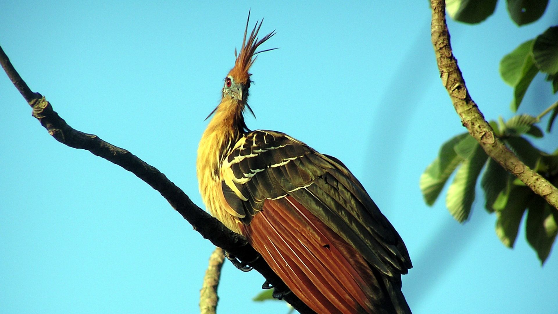 File:Opisthocomus hoazin.jpg