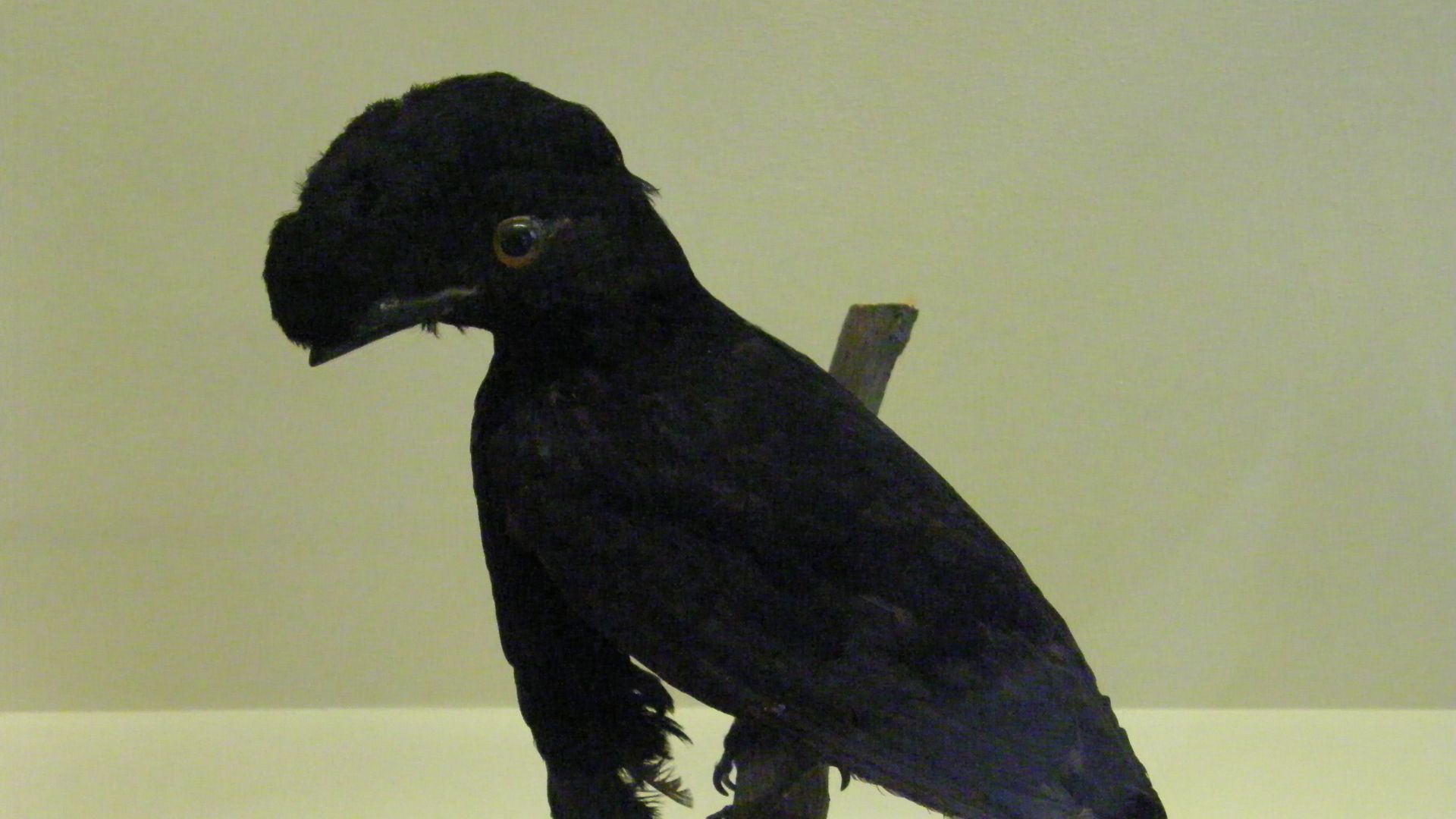 File:Cephalopterus penduliger.jpg