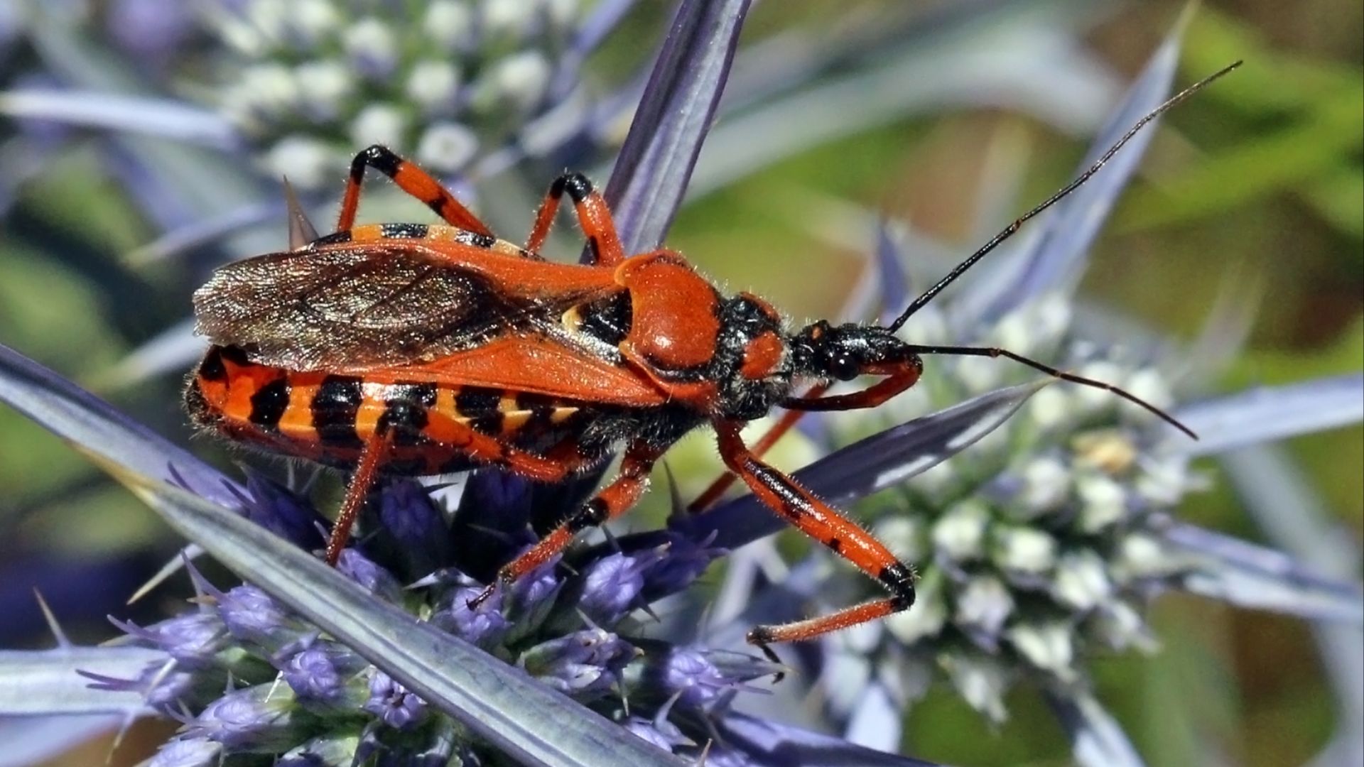 File:Assassin bug (Rhynocoris iracundus).jpg