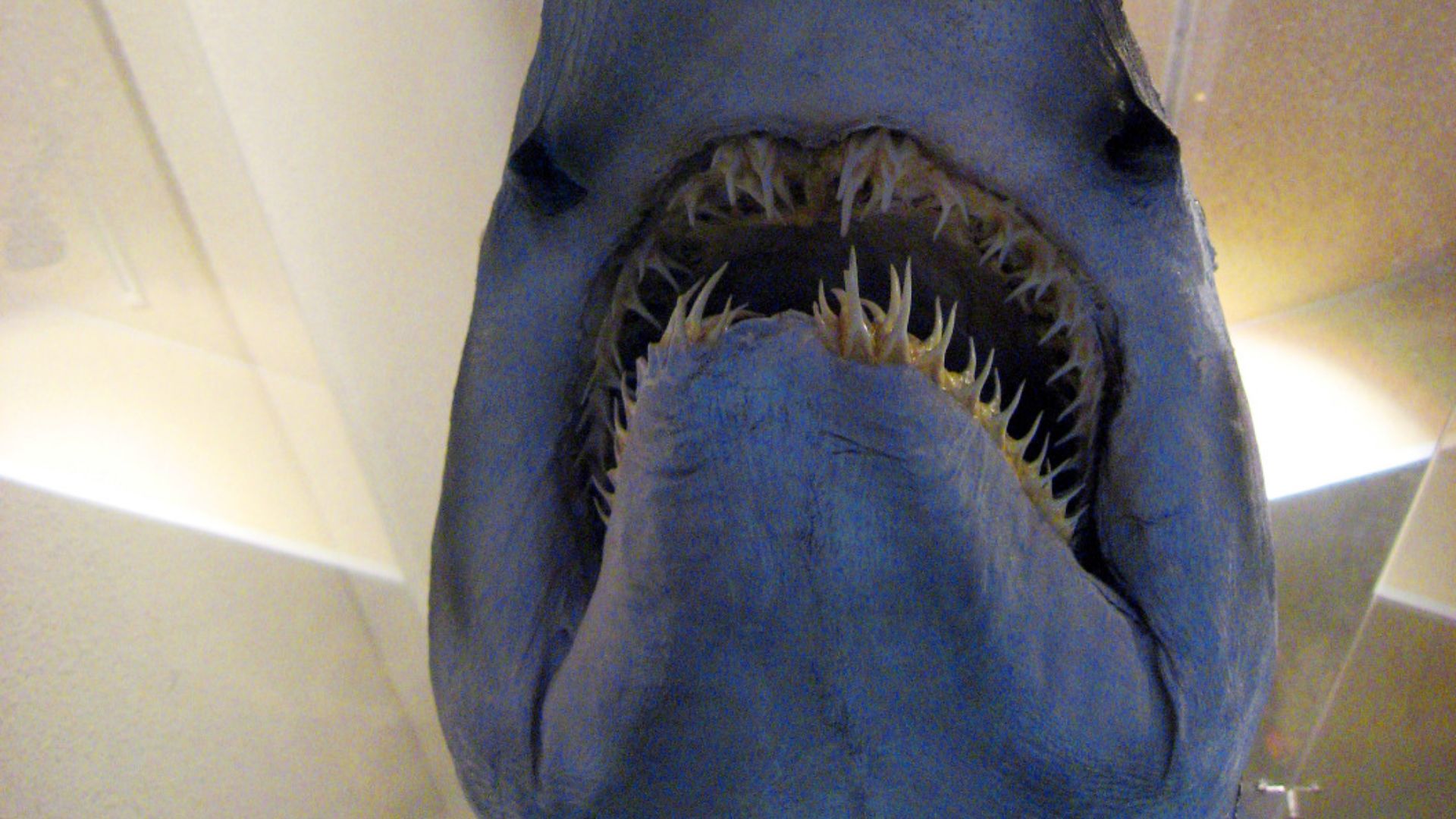 File:Goblin shark snout.jpg