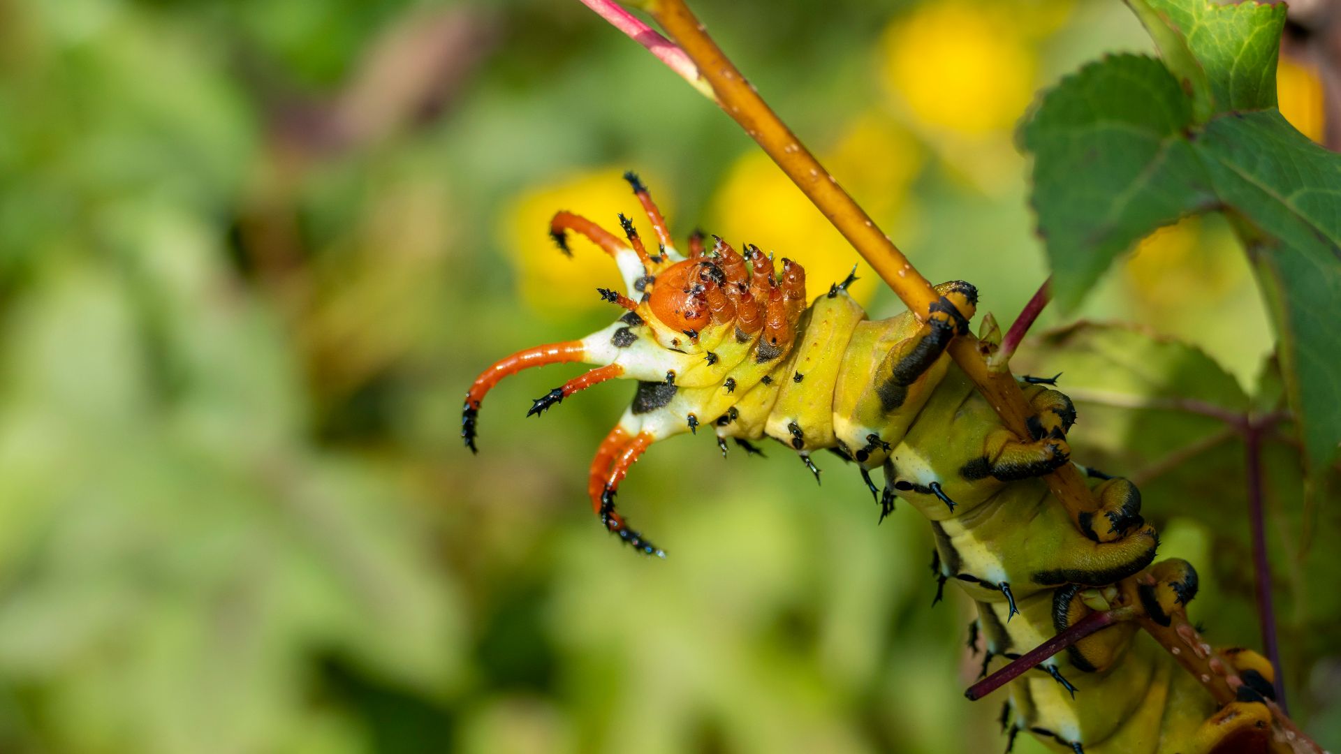 yellow and black caterpillar on green plant stem