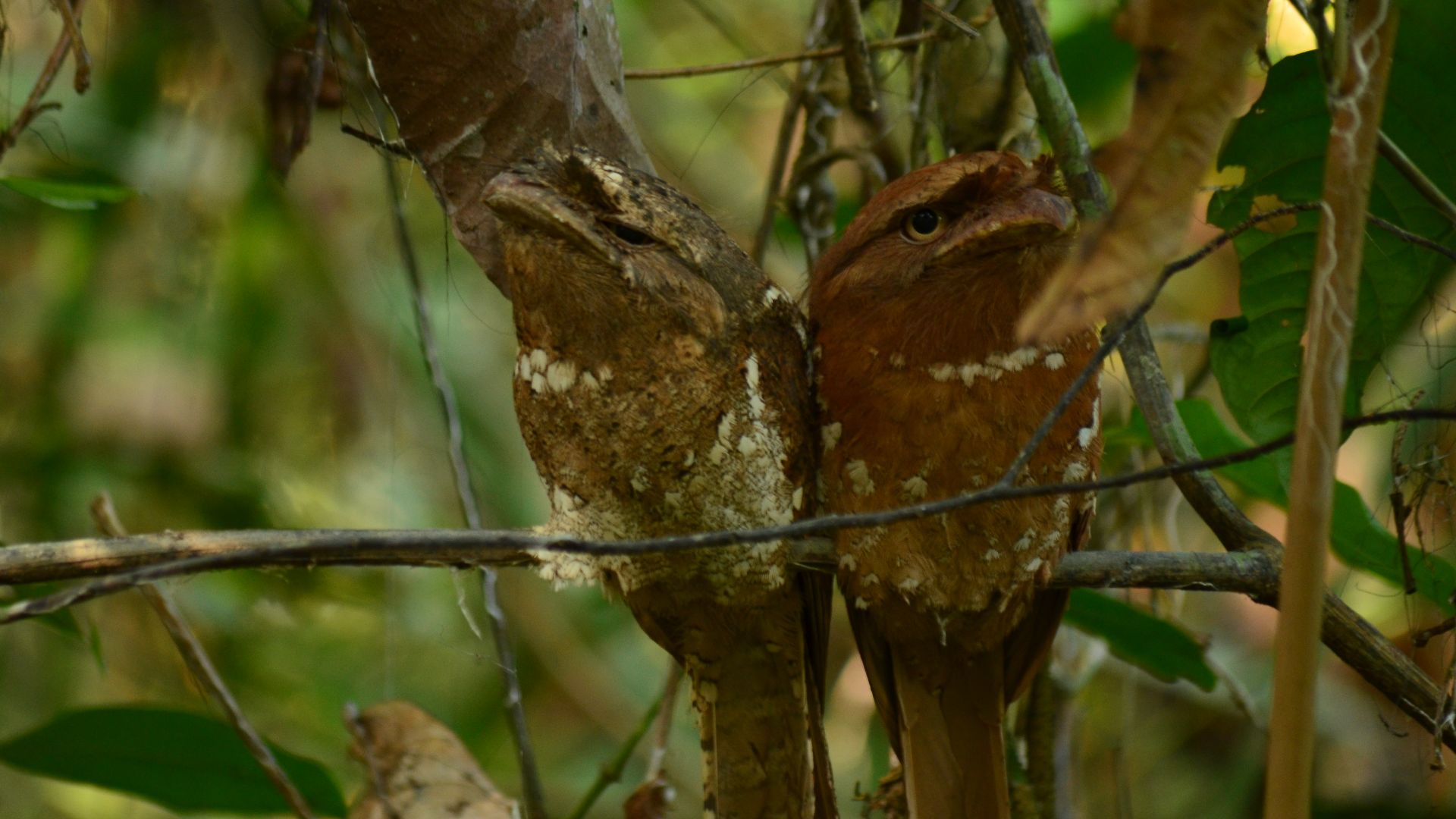 File:Sri Lanka Frogmouth Batrachostomus moniliger, Thattekad, Kerala, India.jpg