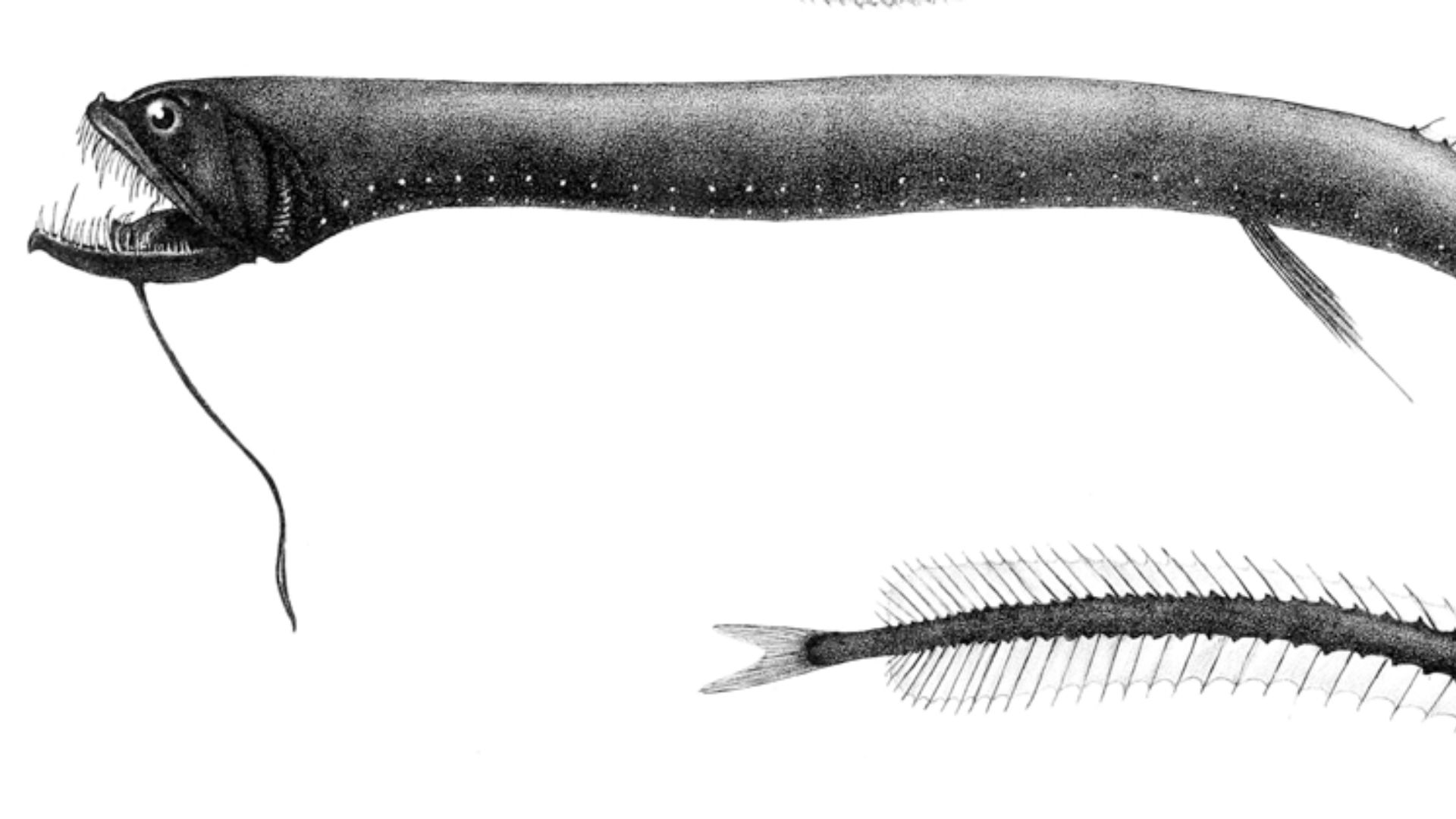 File:Idiacanthus atlanticus.jpg