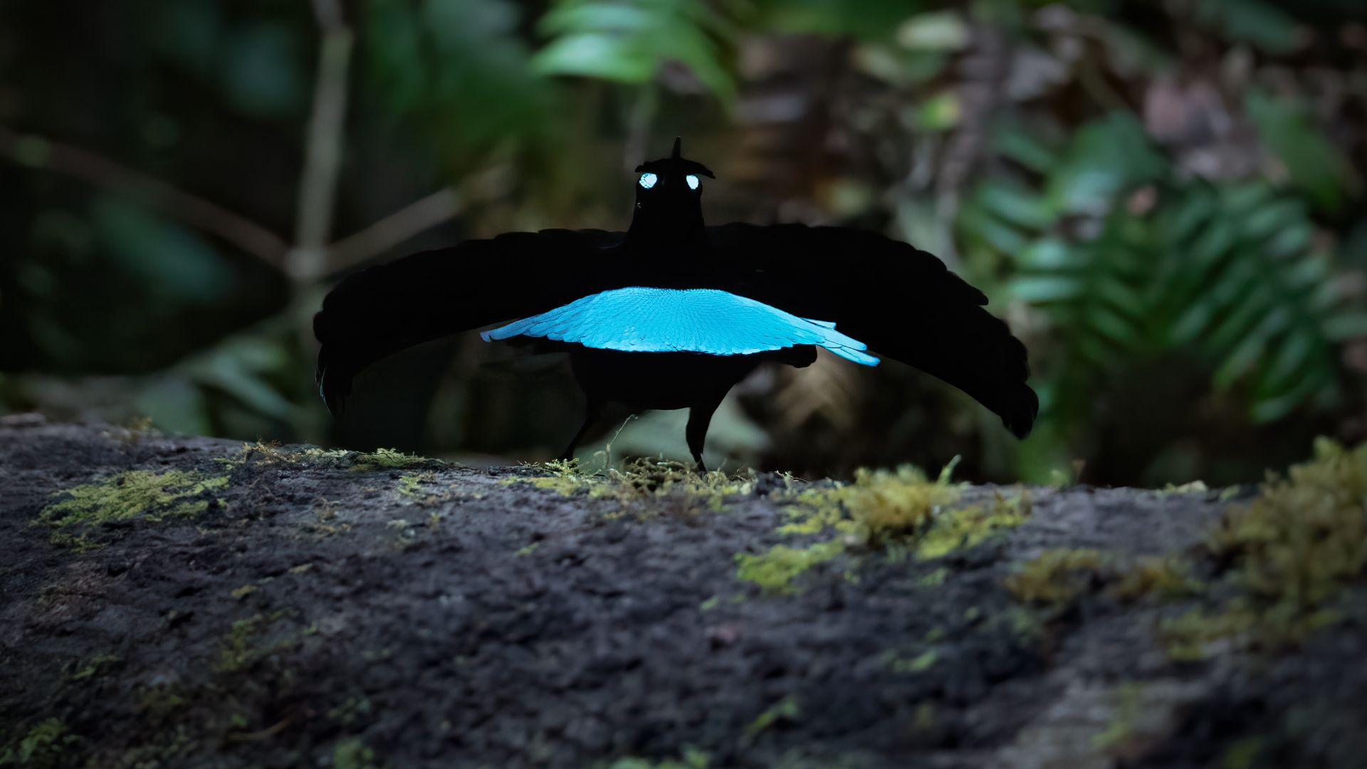 File:Vogelkop Lophorina male display 0A2A8815.jpg