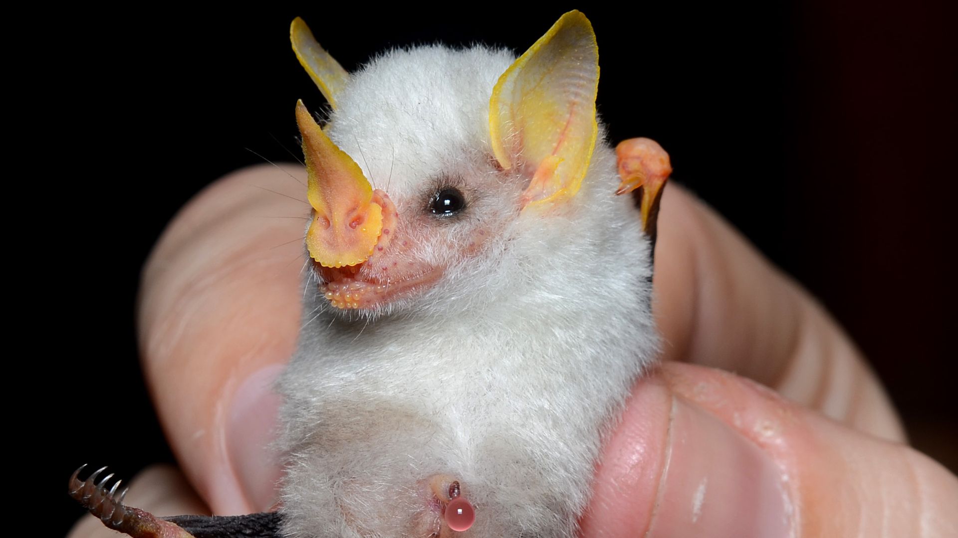 File:Ectophylla alba in hand.jpg