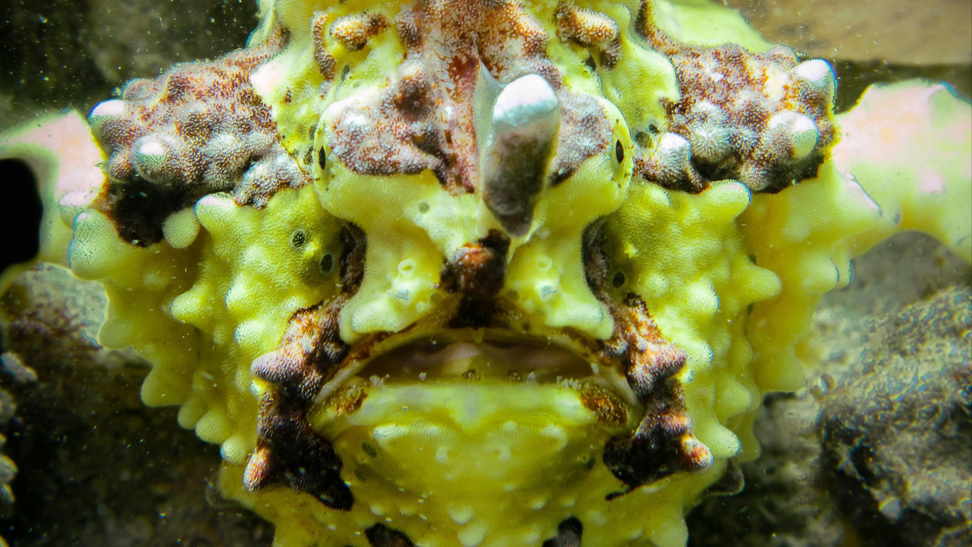 a close up of a sea anemone on a rock
