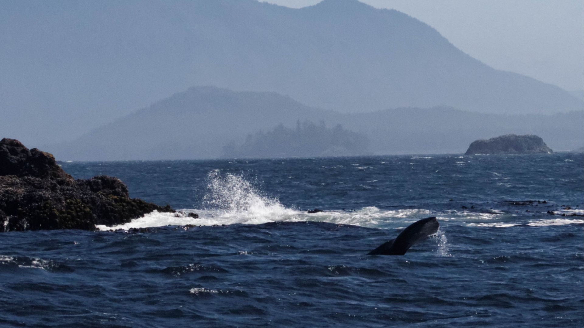 File:Whale-watching trip (Cow Bay) (8277237711).jpg