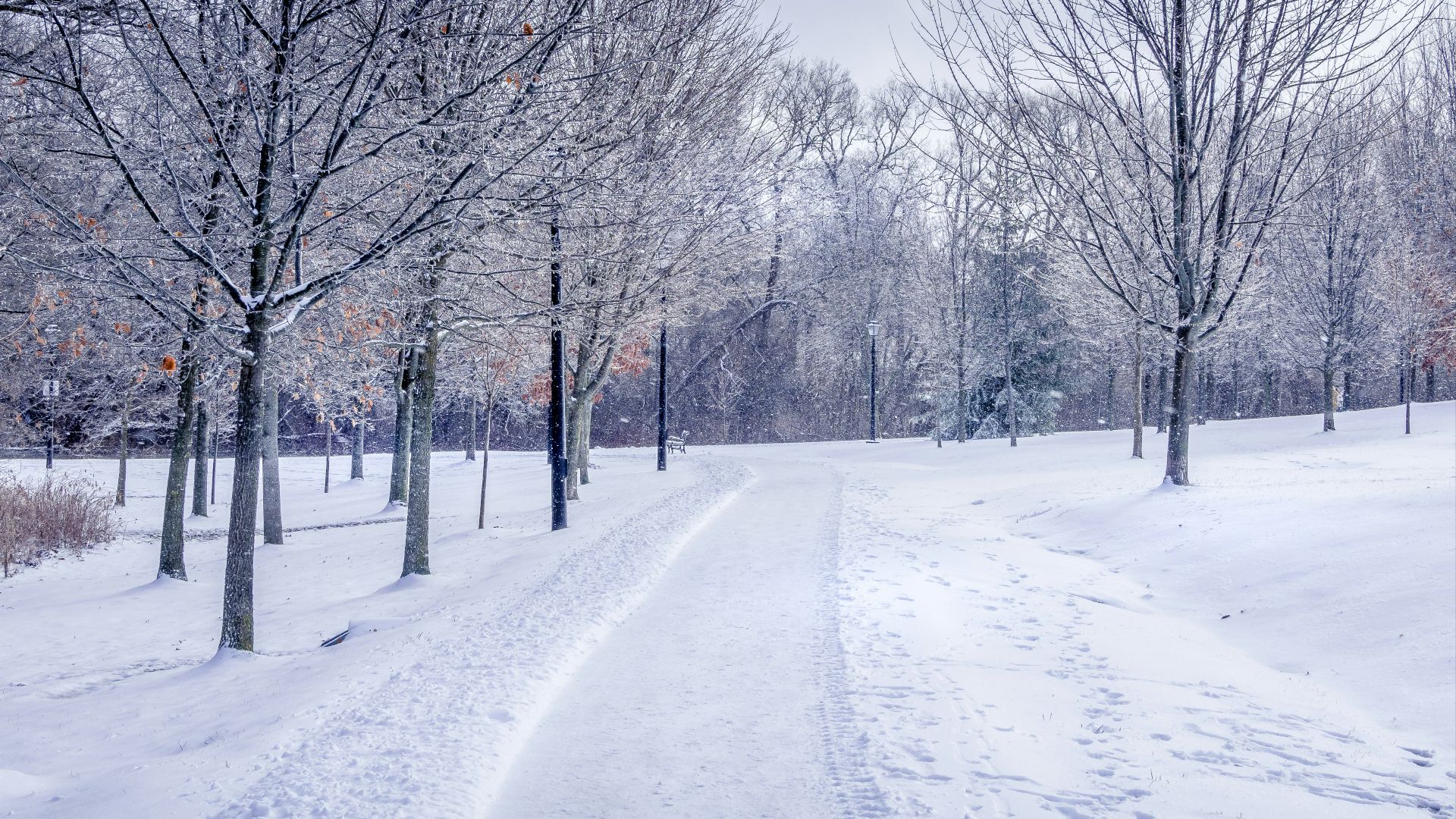 snow covered road between bare trees under cloudy sky during daytime