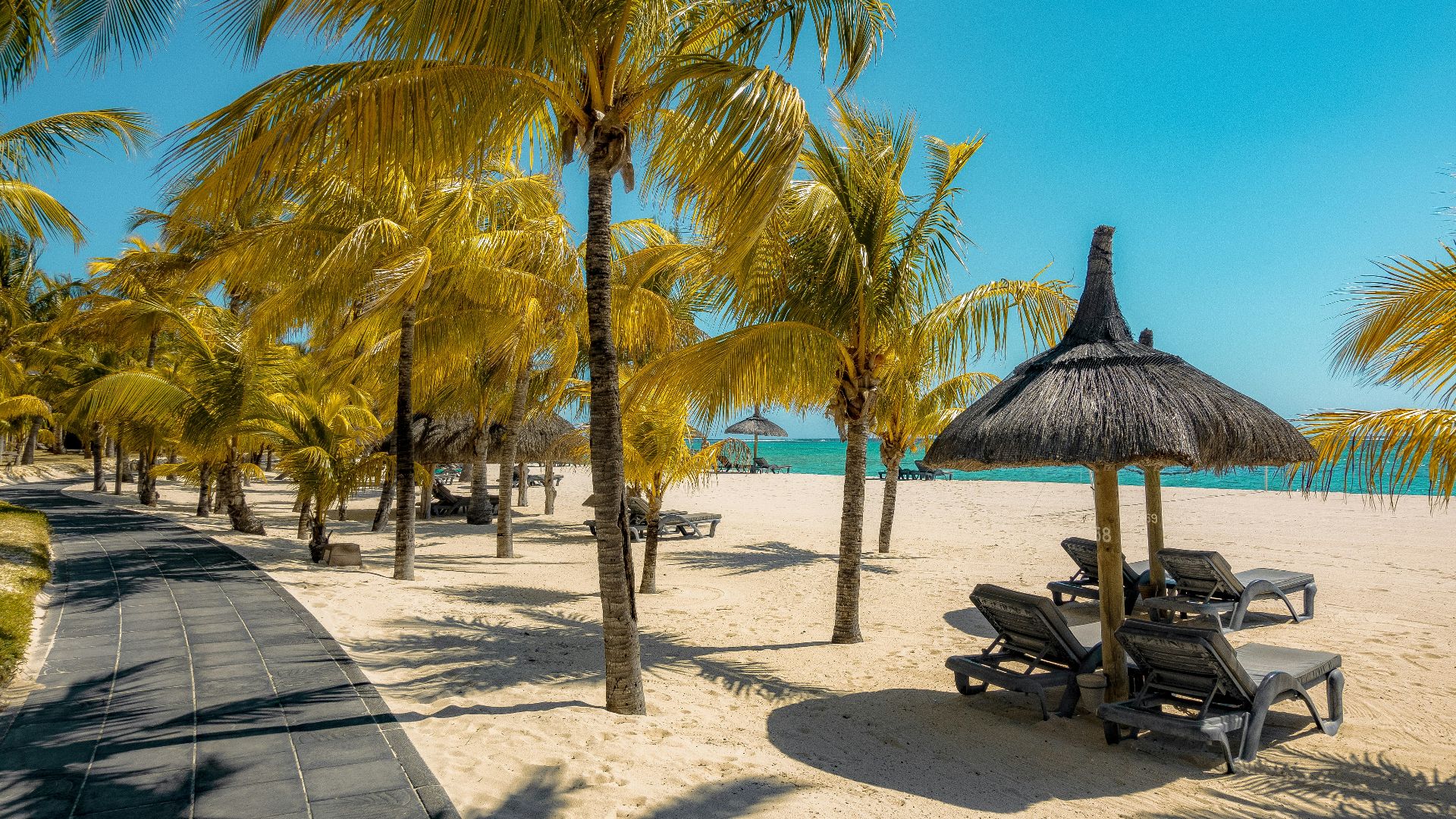 coconut tree near shoreline