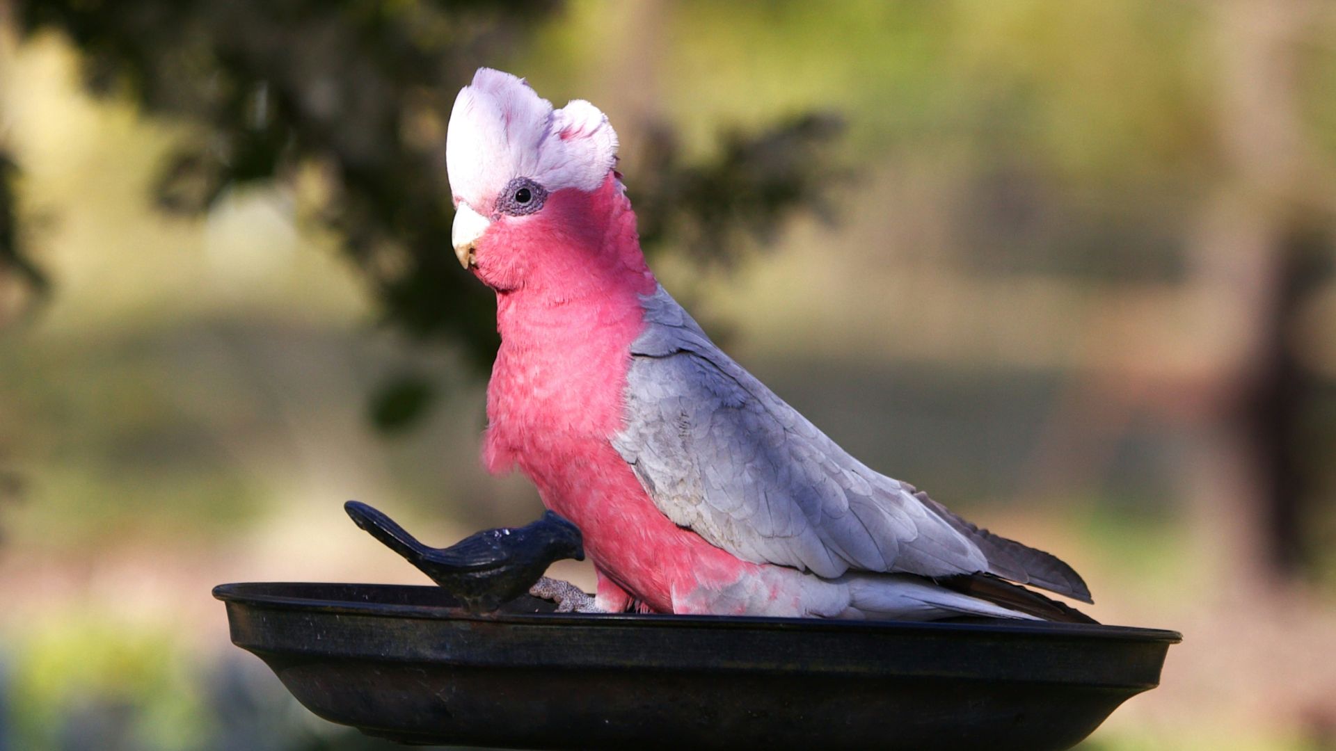 a pink and grey bird sitting on top of a bird bath