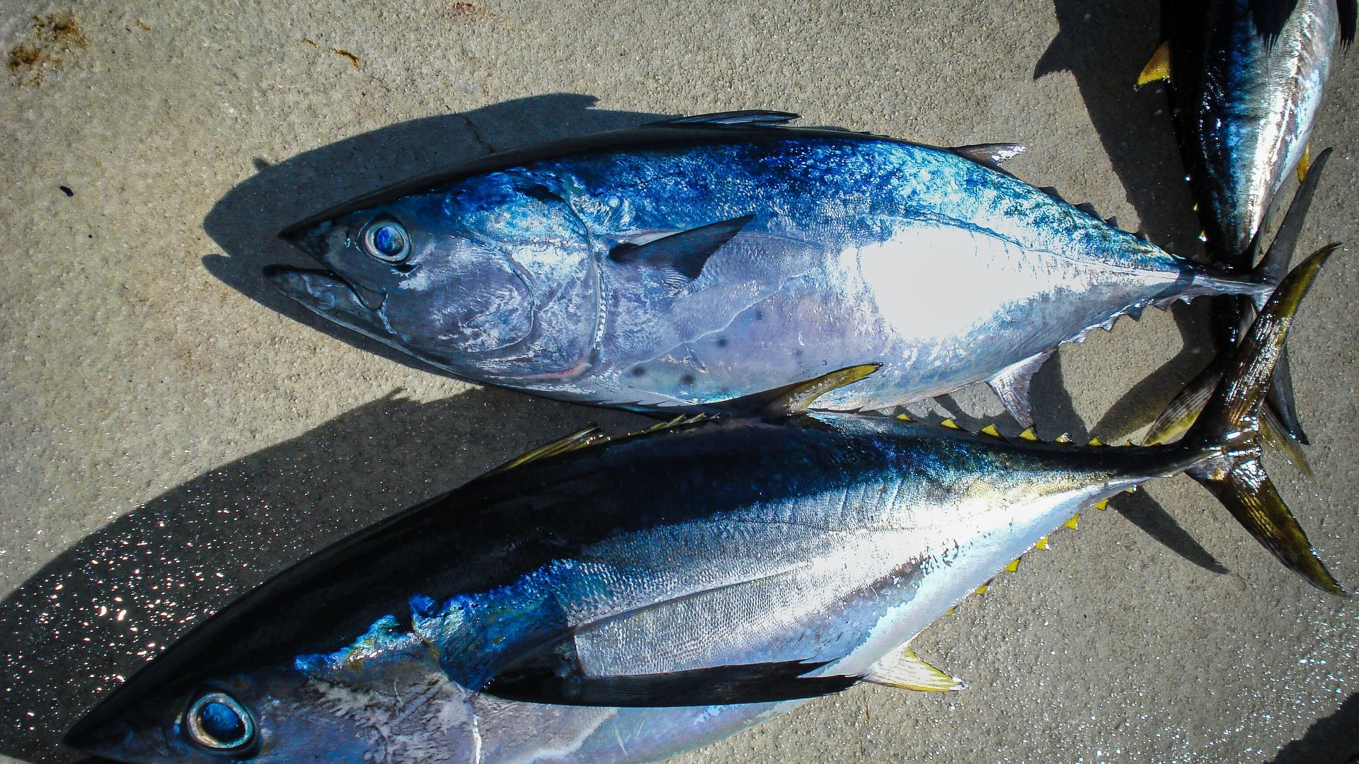 a couple of fish sitting on top of a sidewalk